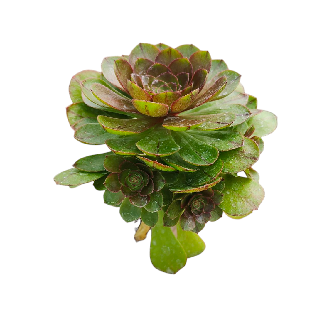 Aeonium 'Madeira Rose'