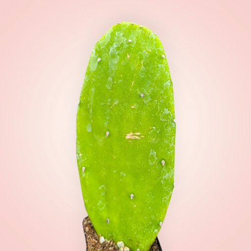 Opuntia 'Emerald Wave' Cactus