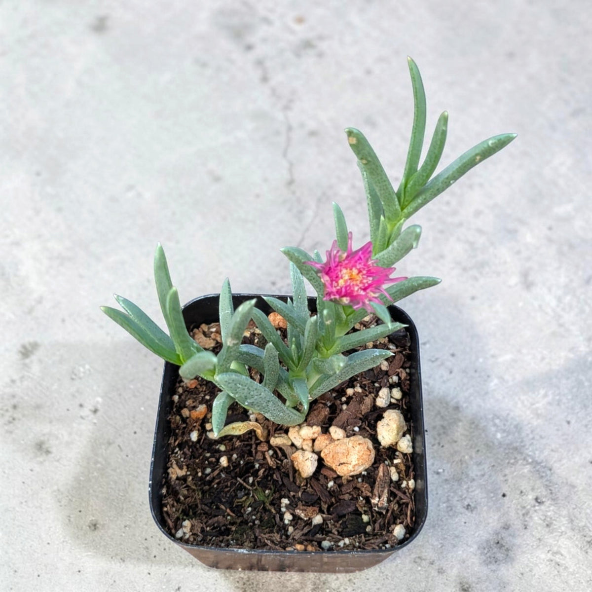 Succulents Depot Ruschia pulvinaris shrubby ice plant with green succulent leaves in a small black nursery pot