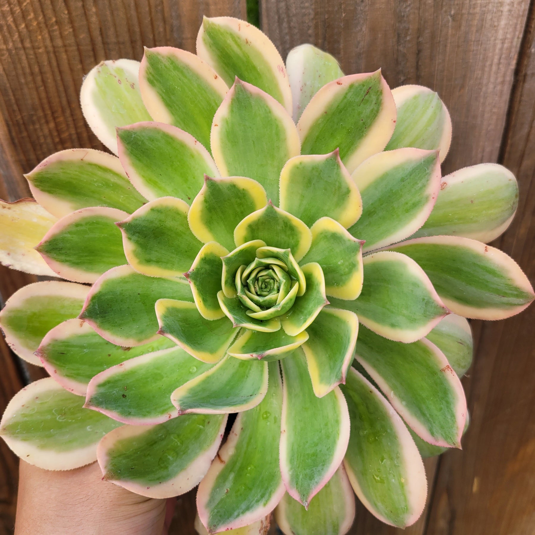 Aeonium 'Sunburst' - Succulents Depot