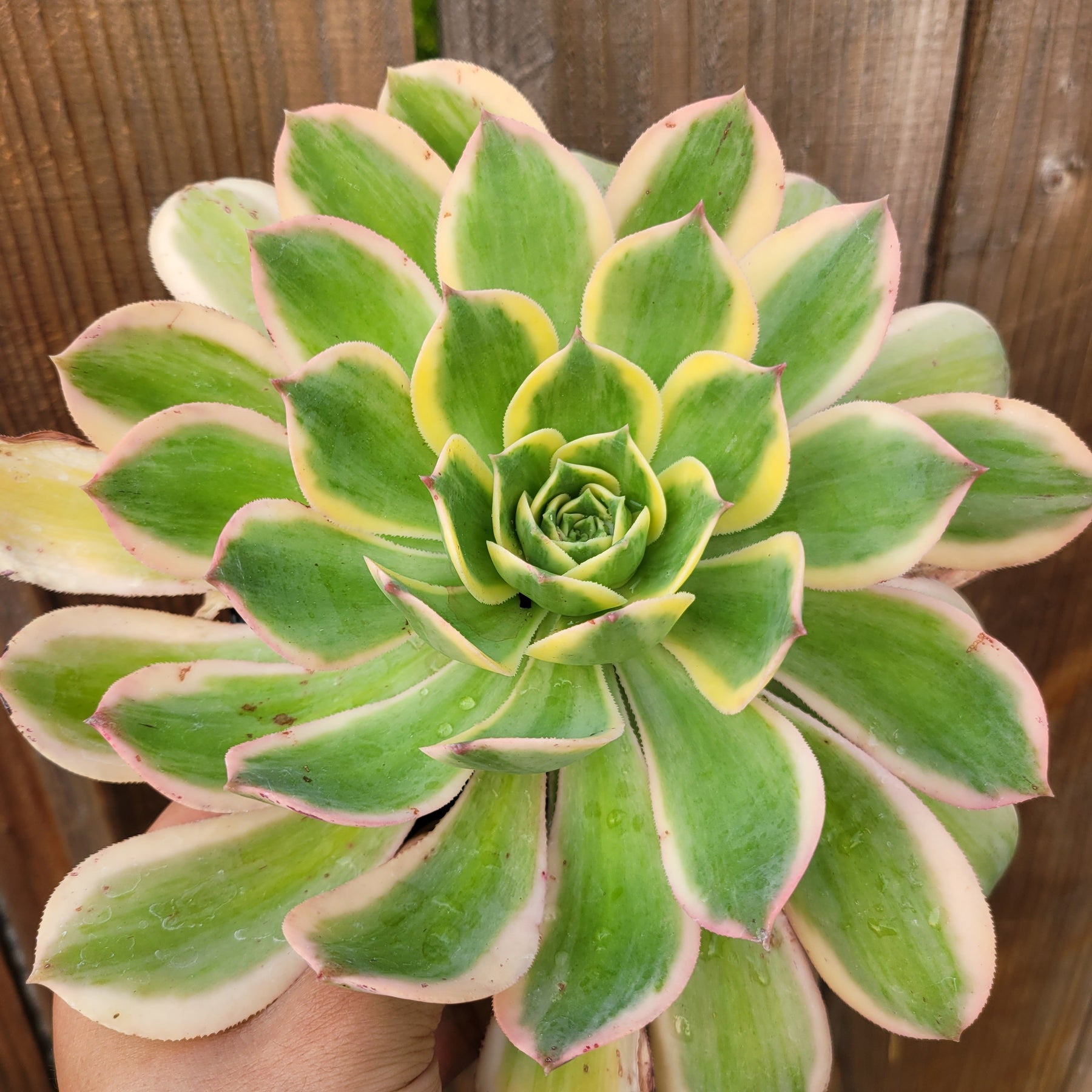 Aeonium 'Sunburst' - Succulents Depot