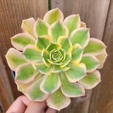 Aeonium 'Sunburst' - Succulents Depot