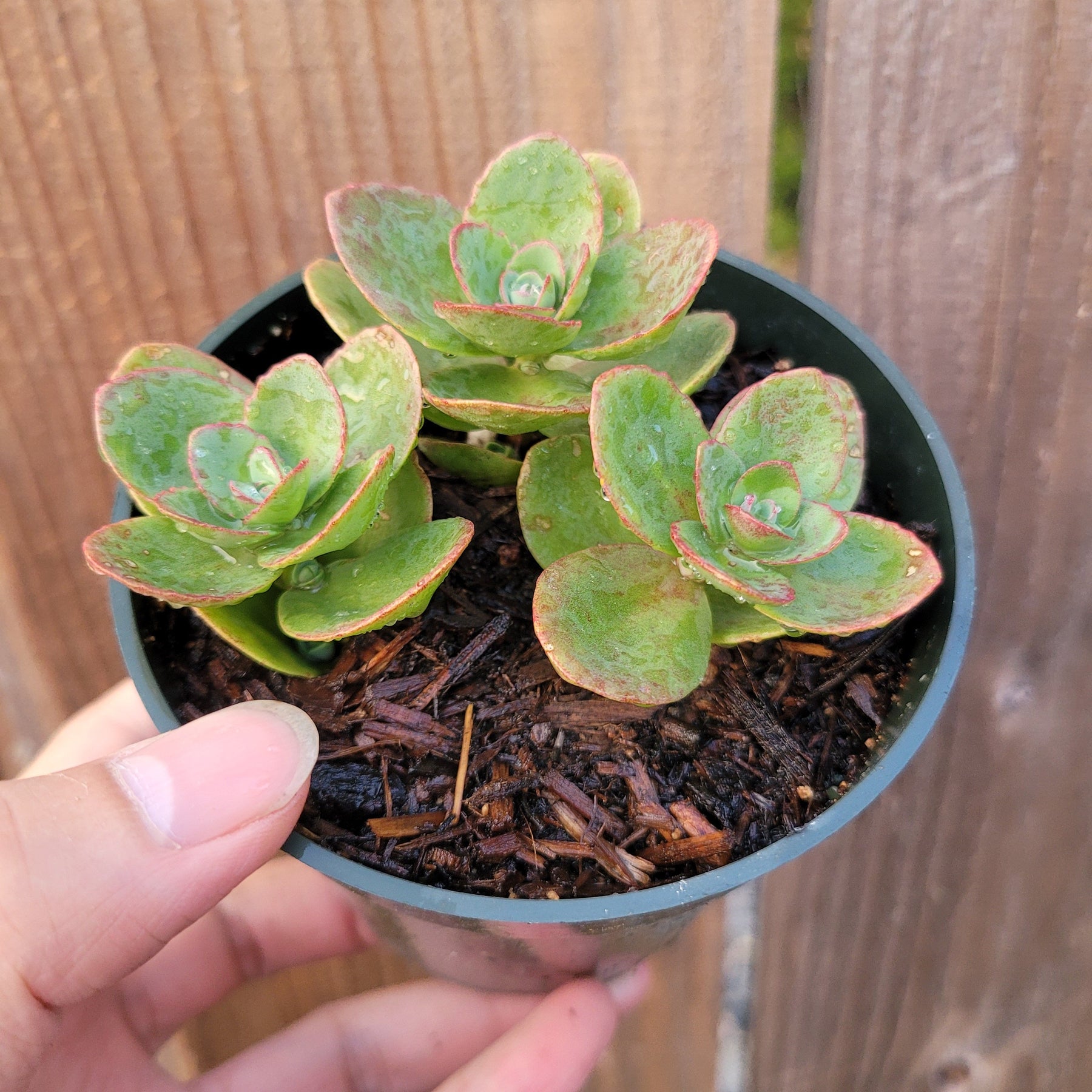 SunSparkler® Sedum 'Lime Zinger'