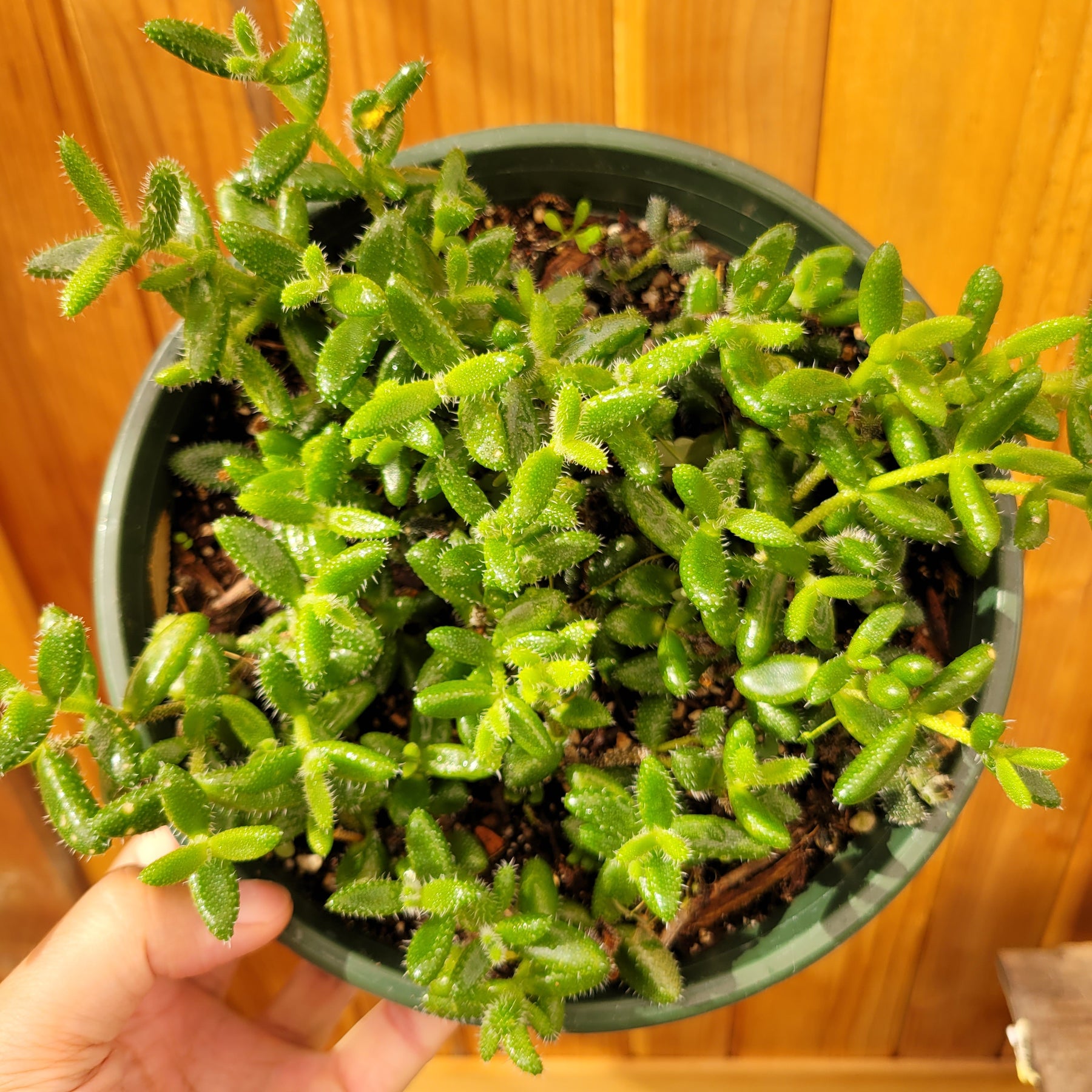 Delosperma echinatum - Pickle Plant