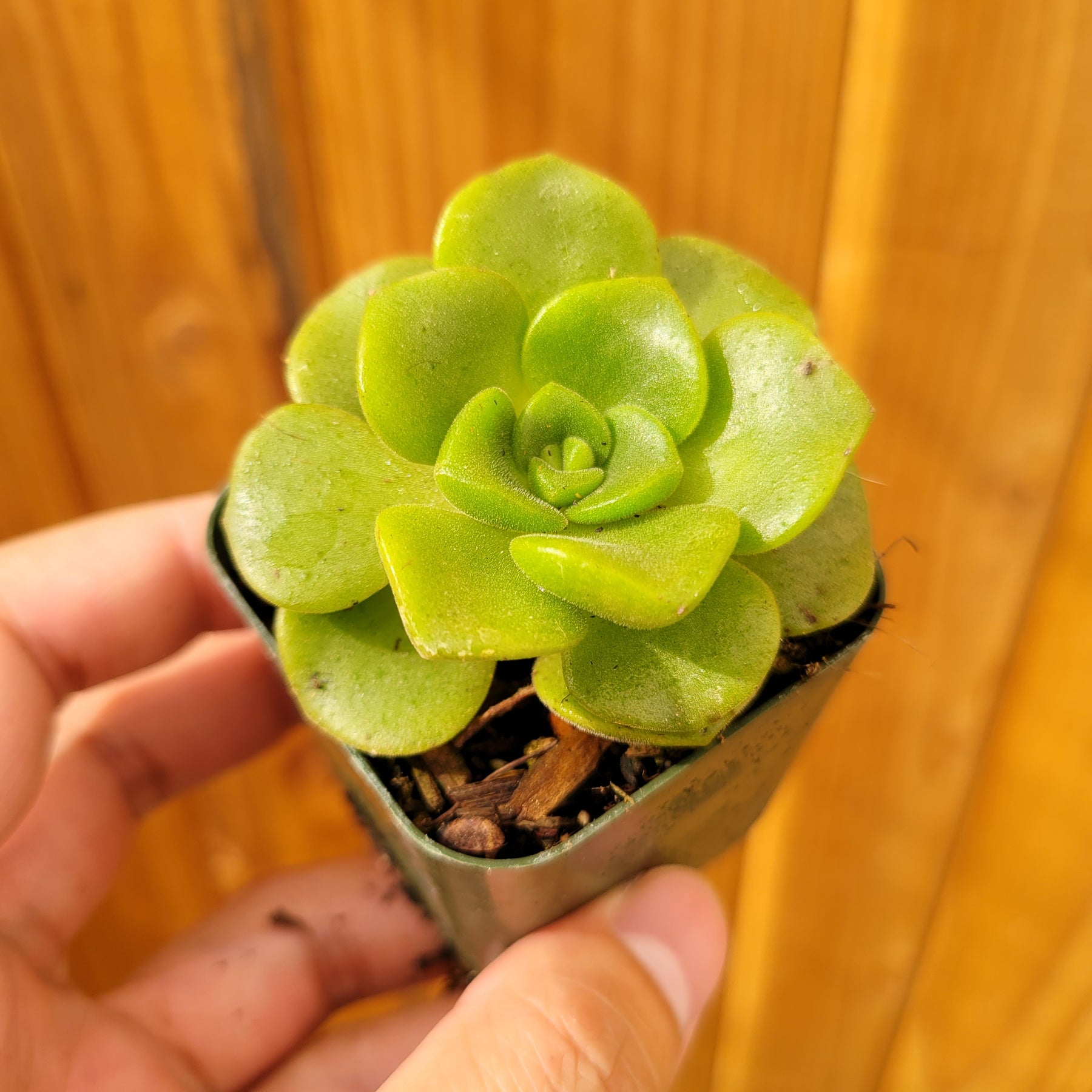 Aeonium 'Lily Pad' Rosette - Succulents Depot