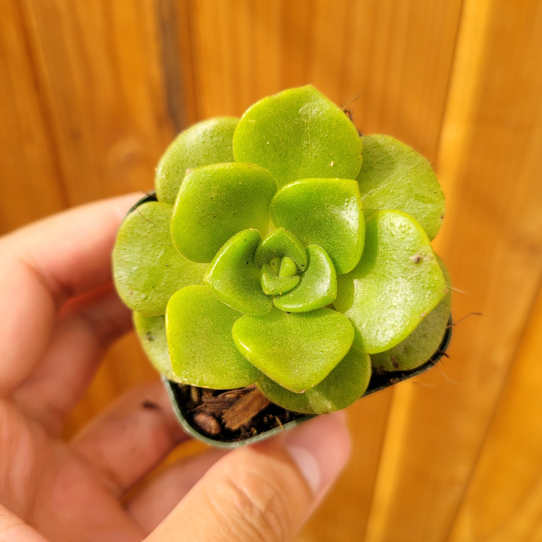 Aeonium 'Lily Pad' Rosette - Succulents Depot