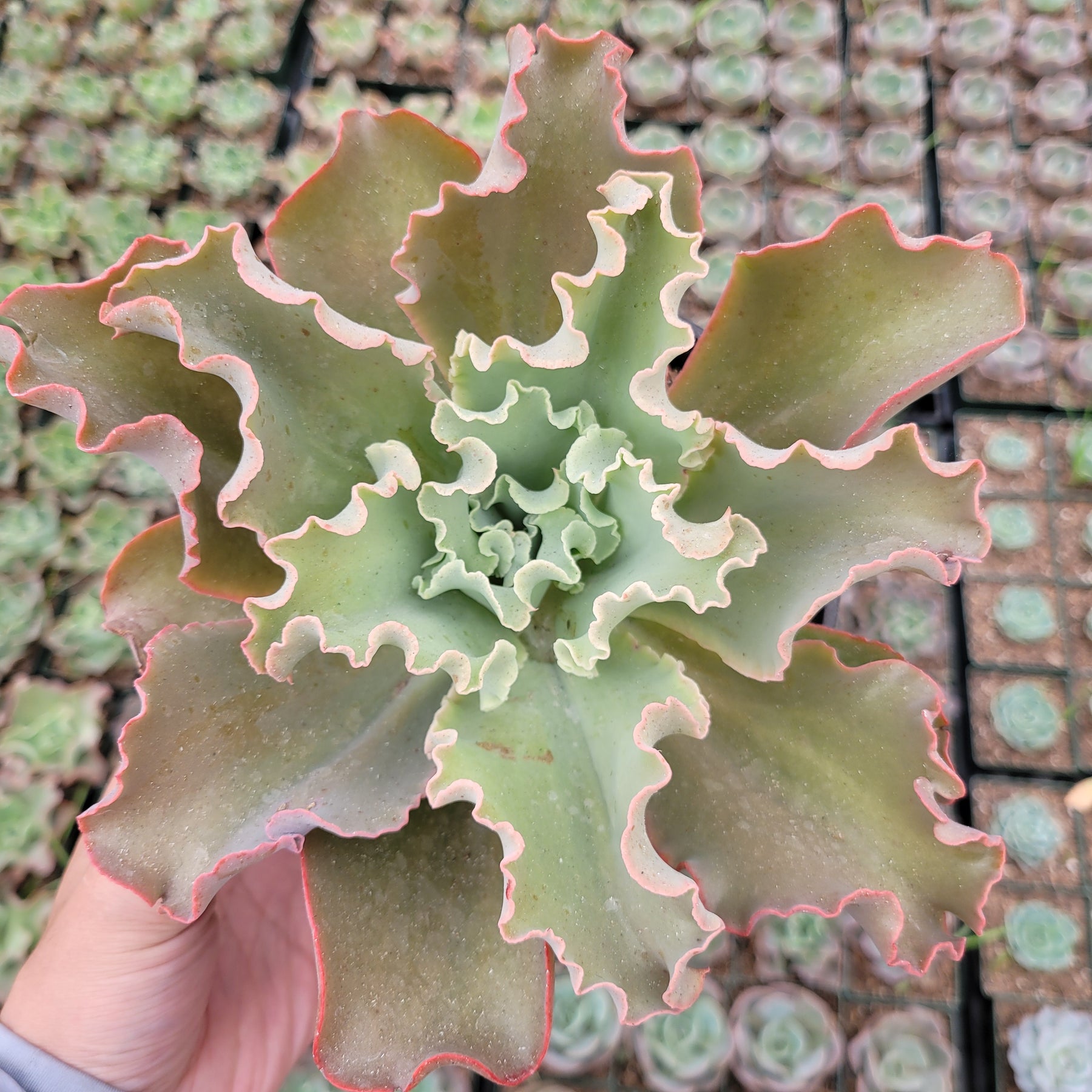 Echeveria 'Dick's Pink' - Succulents Depot