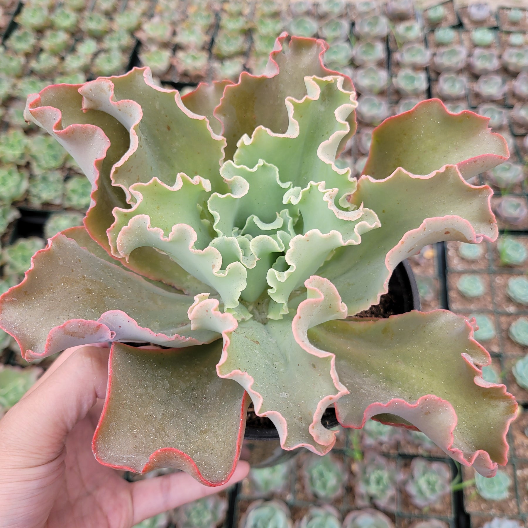 Echeveria 'Dick's Pink' - Succulents Depot