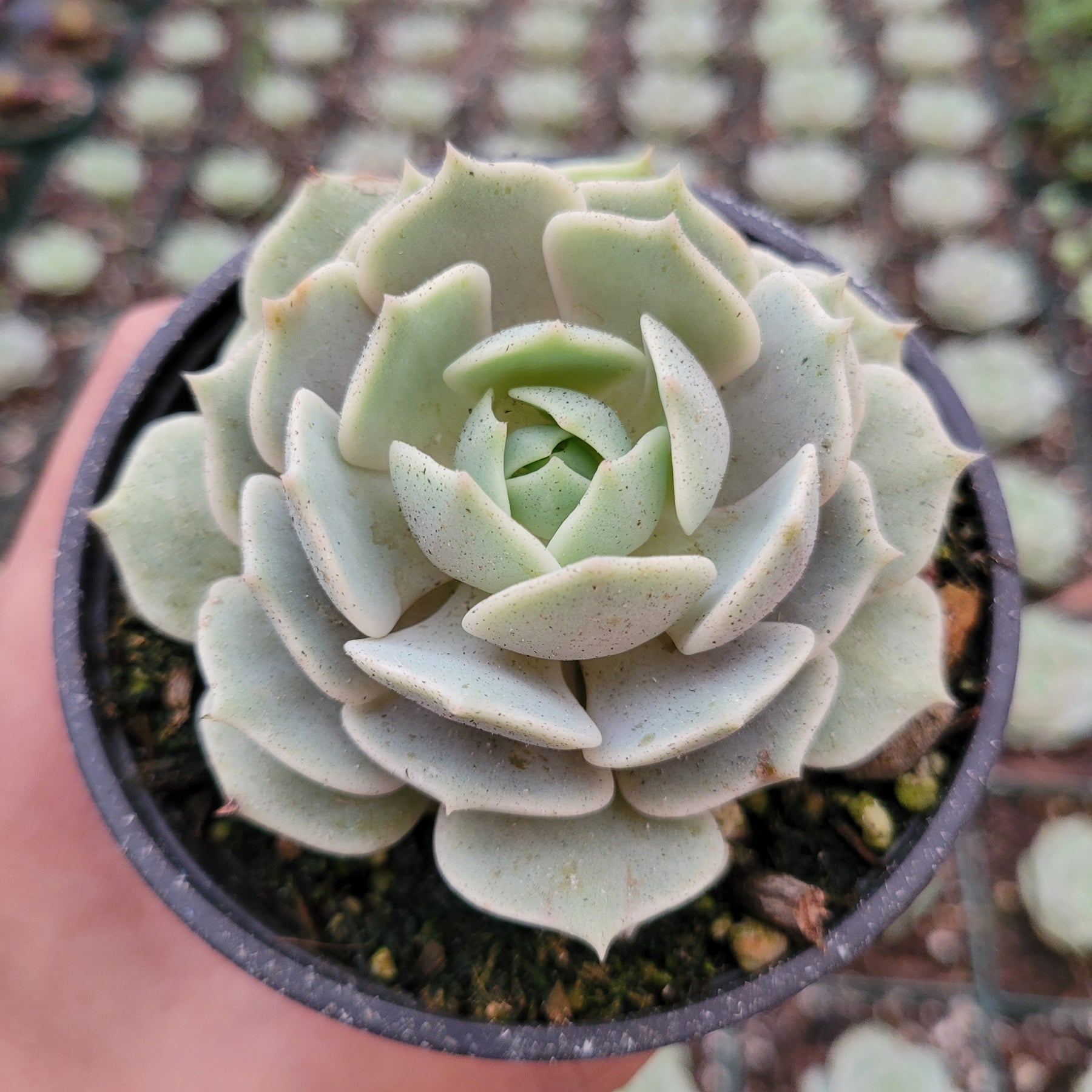 Echeveria 'Lola' - Succulents Depot