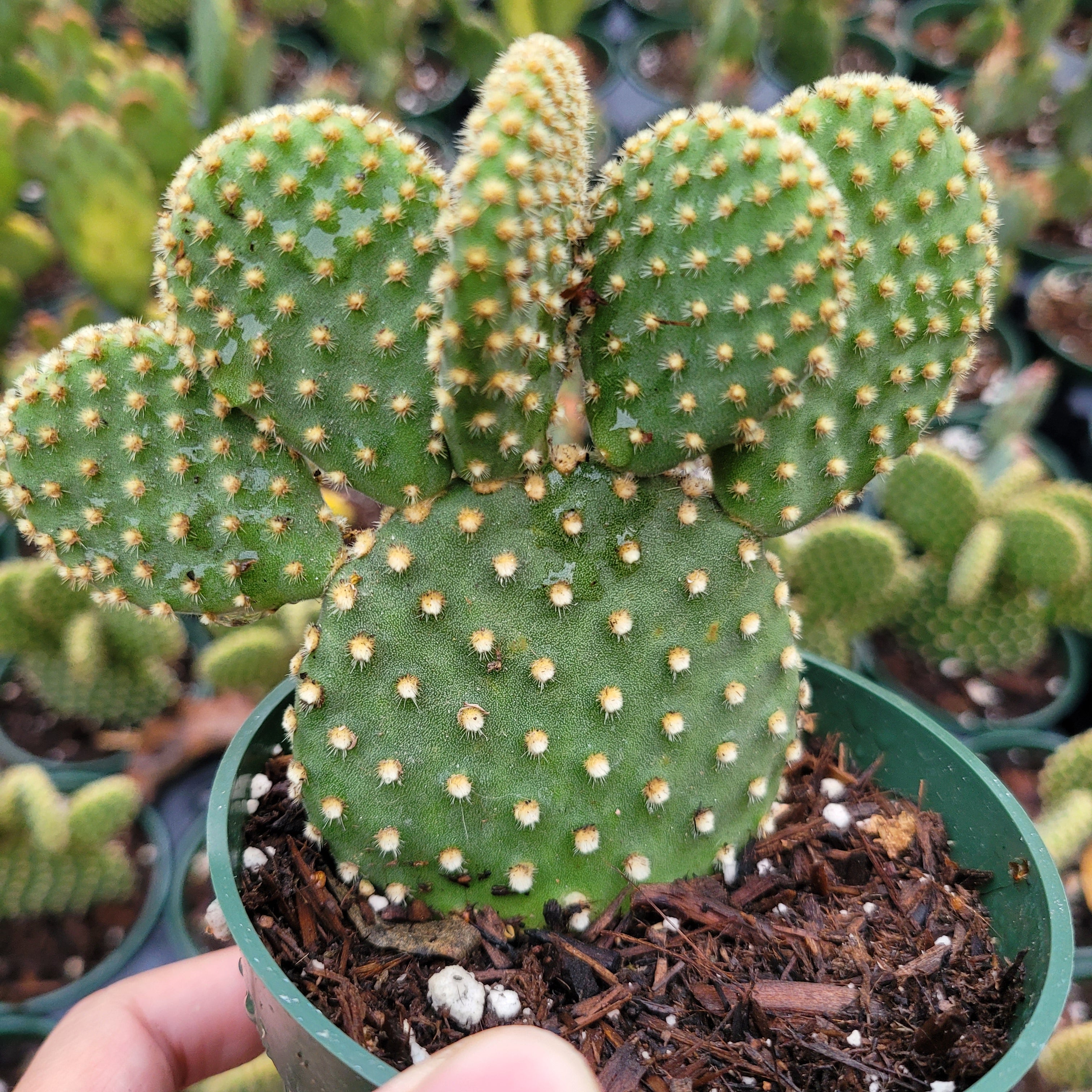 blue bunny ear succulent Opuntia microdasys 'Golden Bunny Ears'