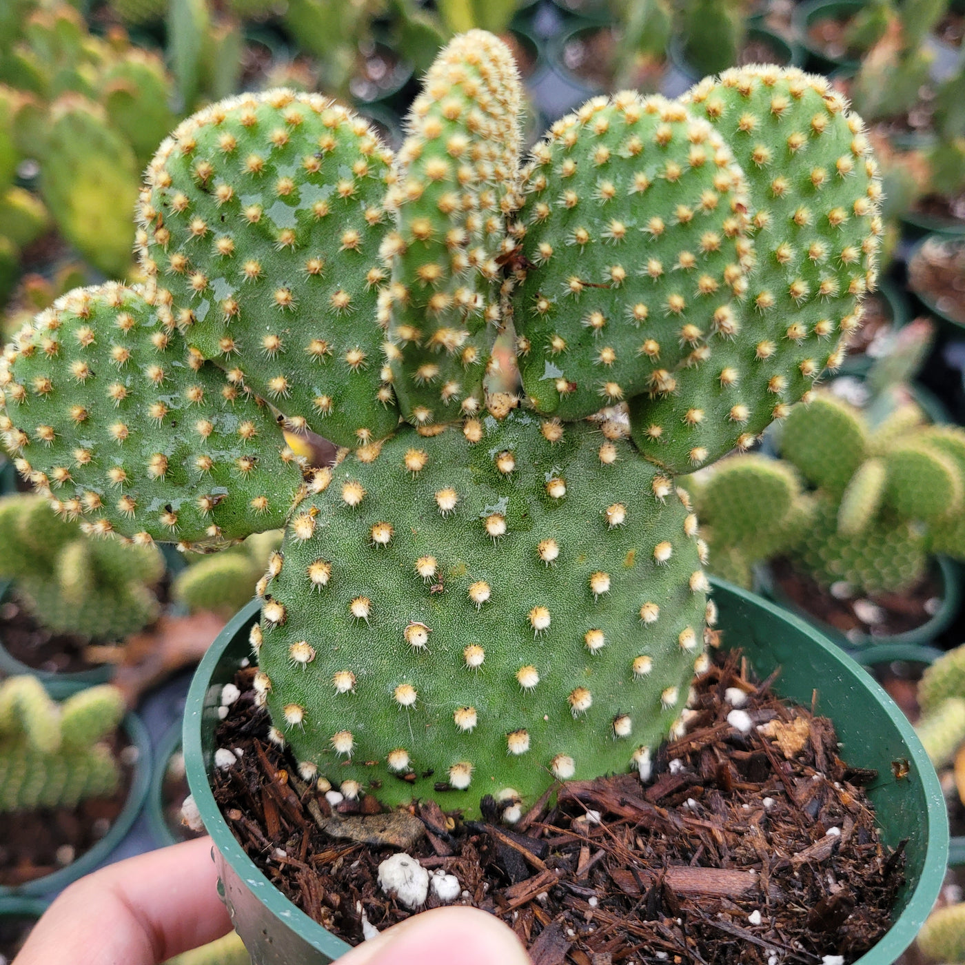 Opuntia microdasys 'Golden Bunny Ears' - Succulents Depot