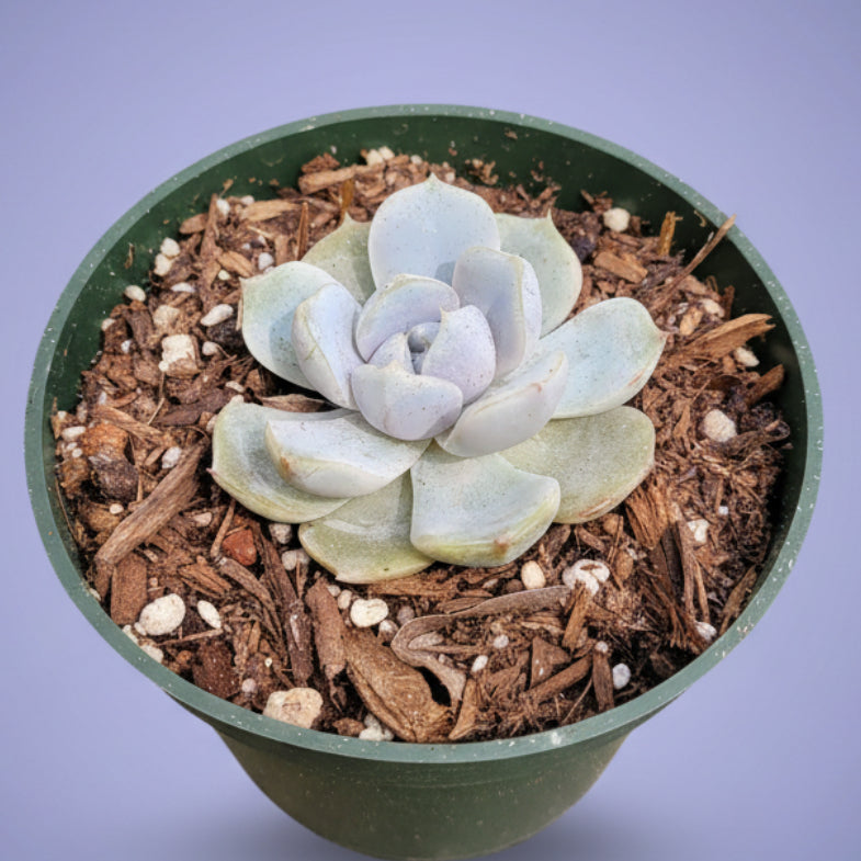 Echeveria 'Snow Bunny' succulent in a green pot.