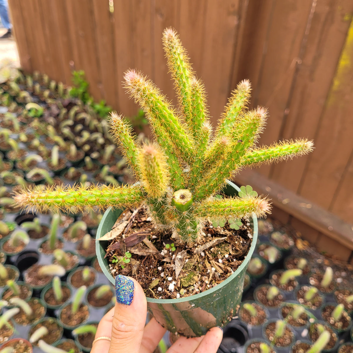 Aporocactus flagelliformis Rat Tail Cactus in small green pot.