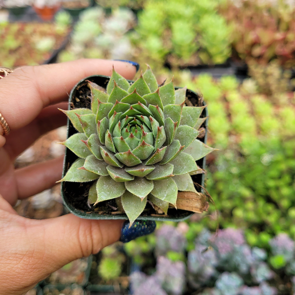 Sempervivum 'Metalicum' potted succulent held in hand.