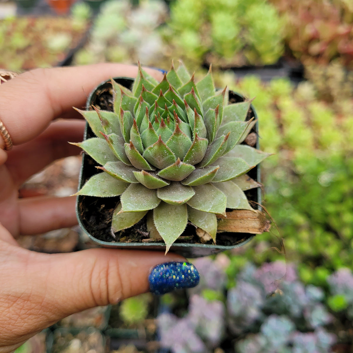 Sempervivum 'Metalicum' succulent in hand, with others in background.