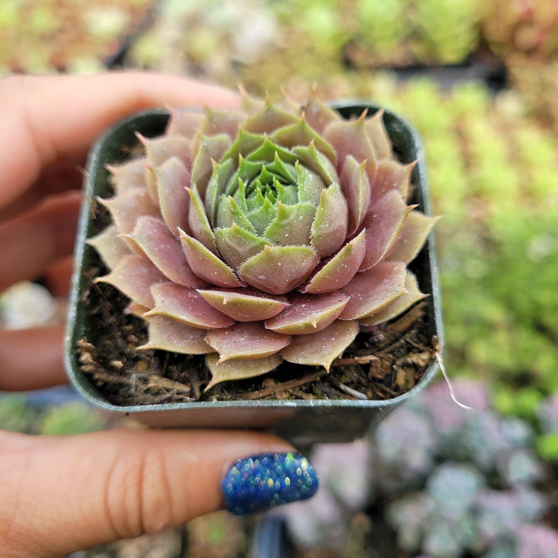 Sempervivum 'Pink Lemonade'