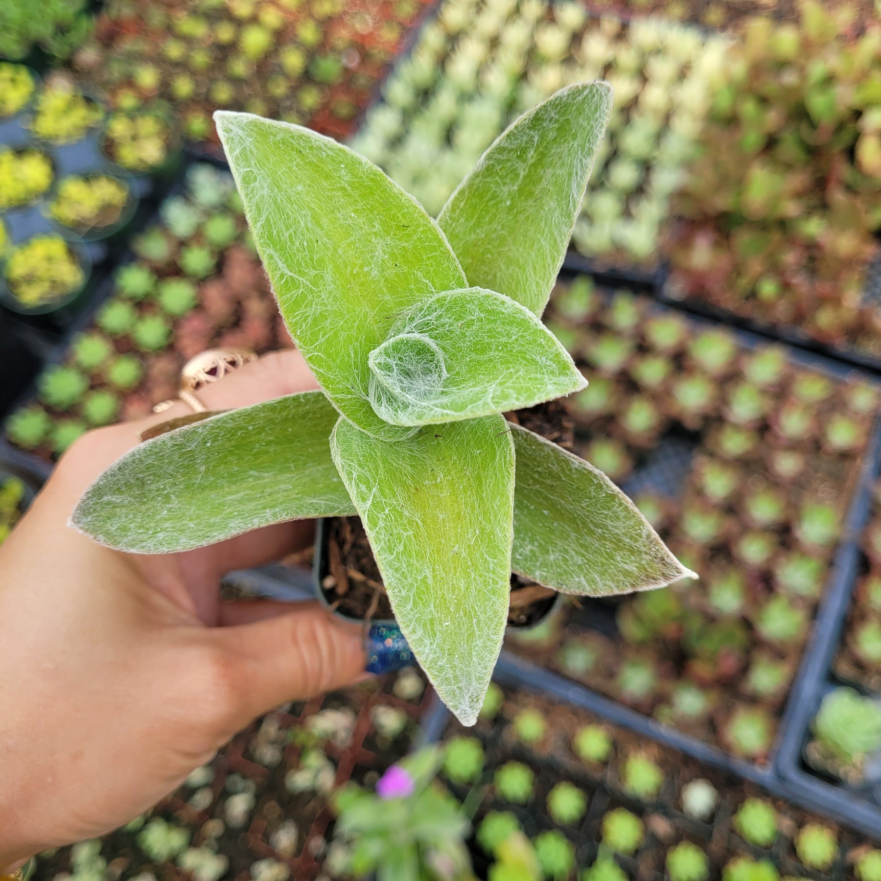 Tradescantia sillamontana 'White Velvet' Wandering Dude - Succulents Depot