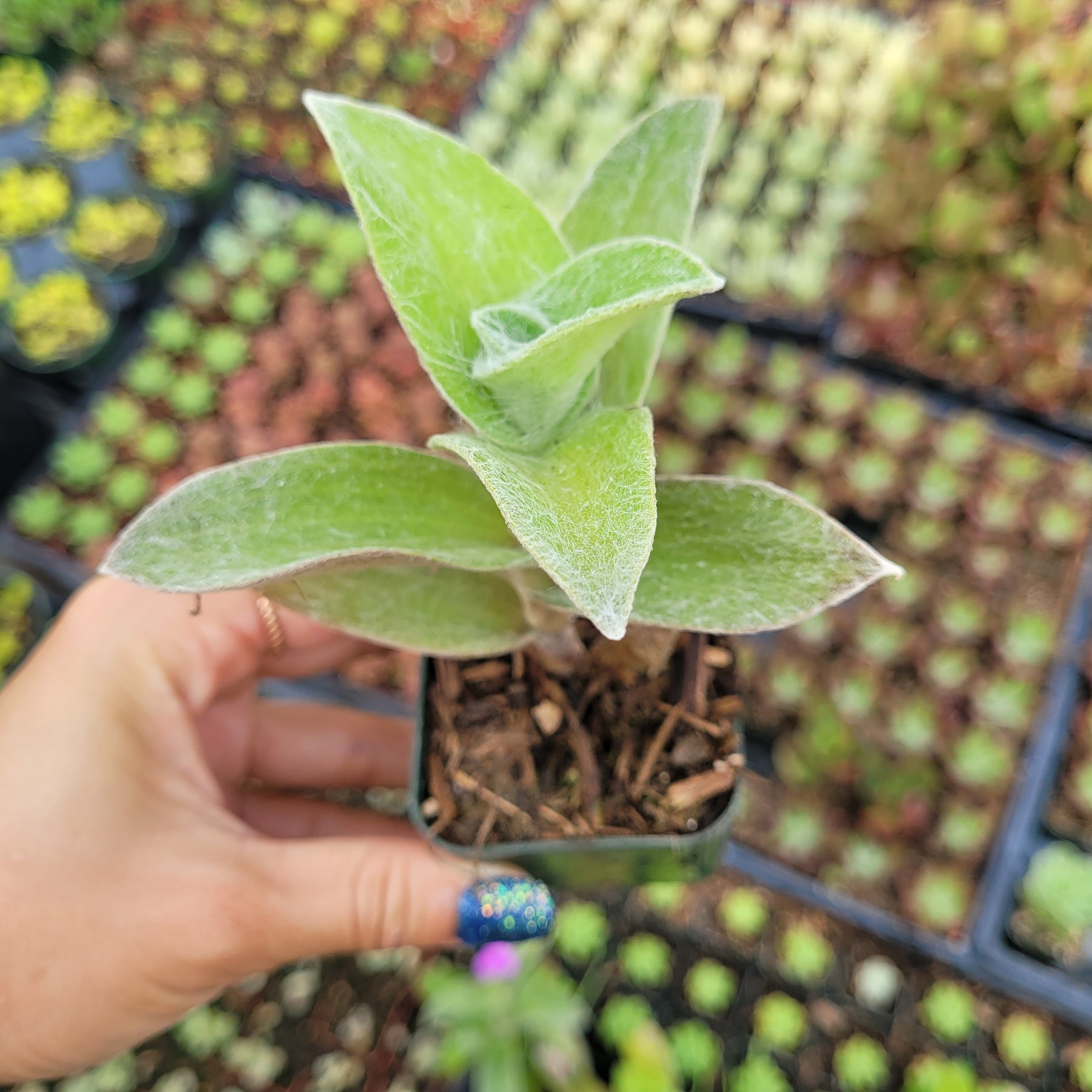 Tradescantia sillamontana 'White Velvet' Wandering Dude - Succulents Depot