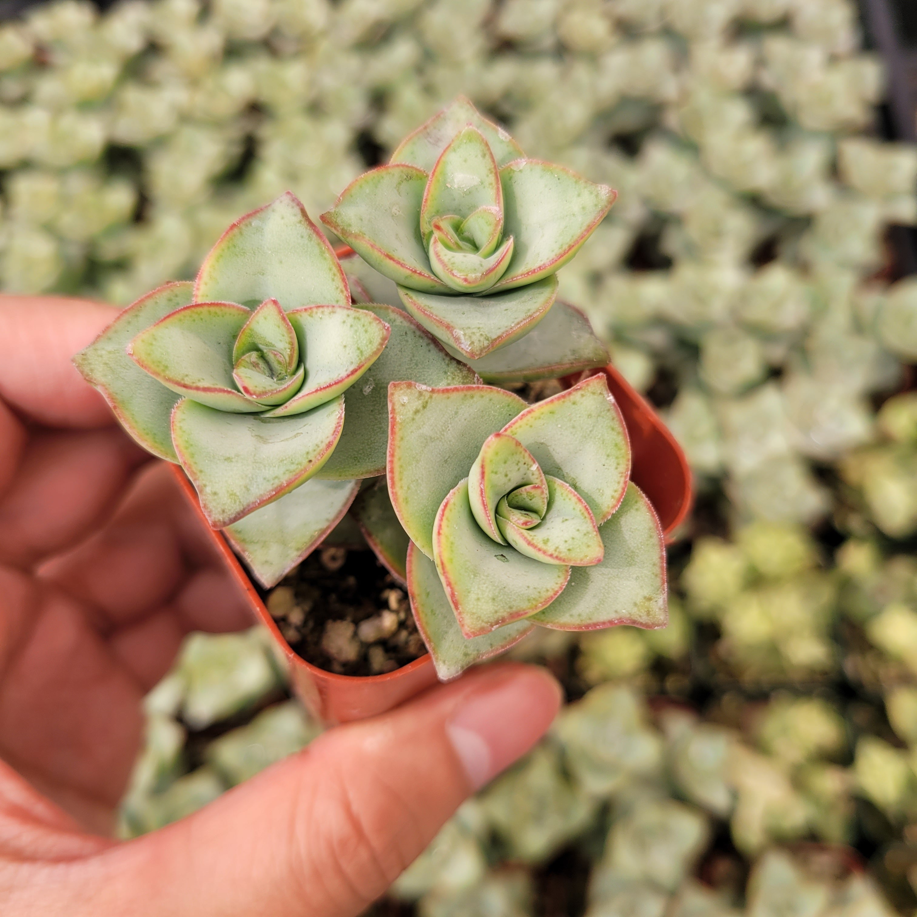tower succulent Crassula x perforata 'Ivory Towers' 2 Inch