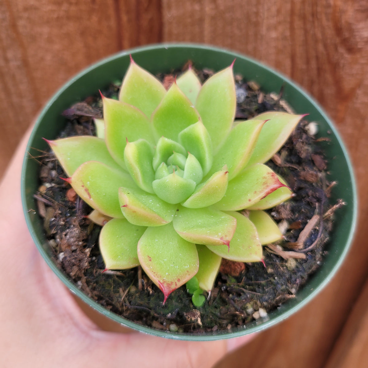 Echeveria 'Spicy' in a green nursery pot.