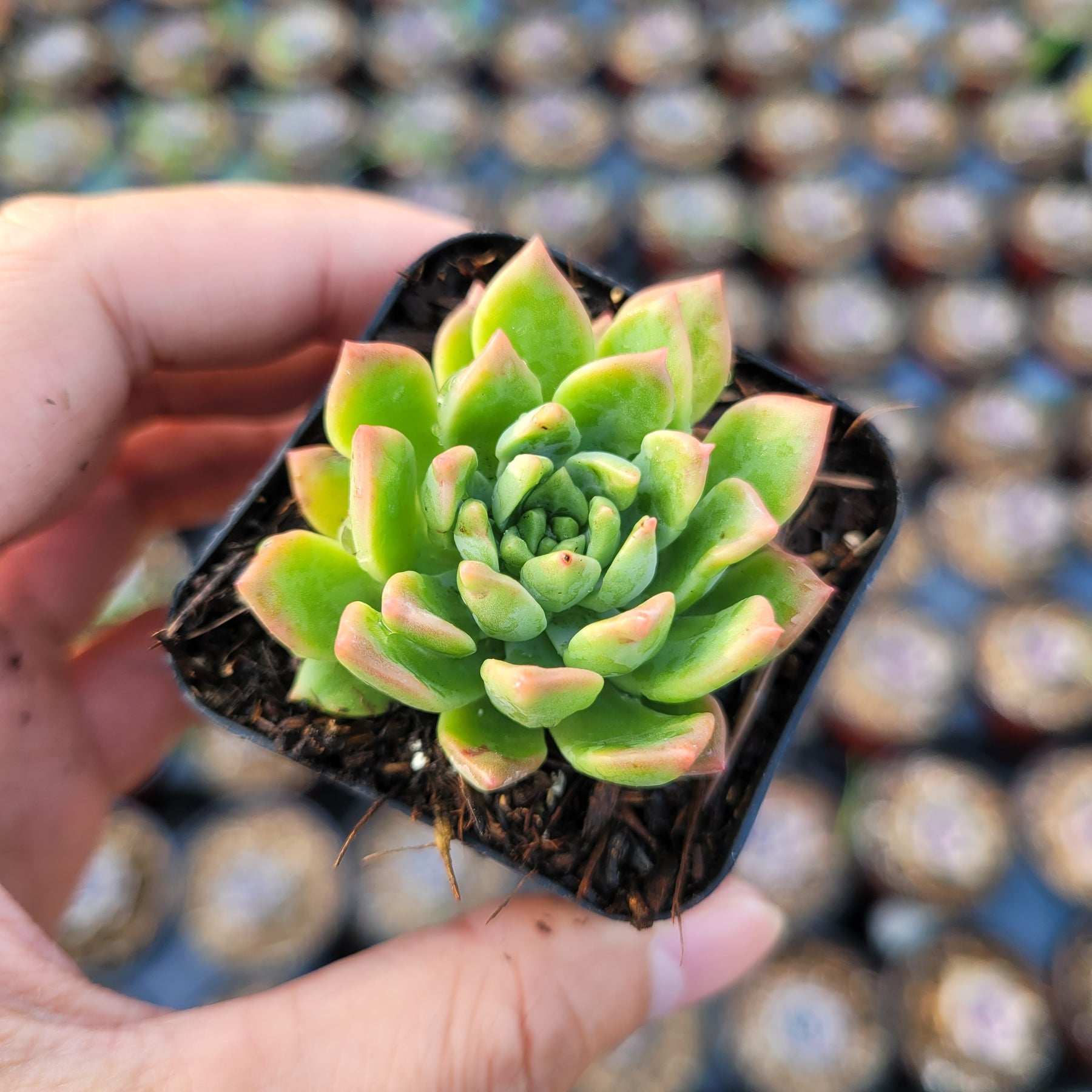 Echeveria 'Marcus'