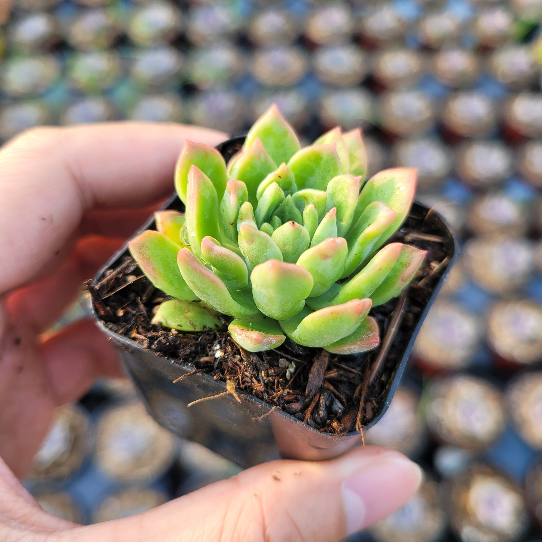 Echeveria 'Marcus'
