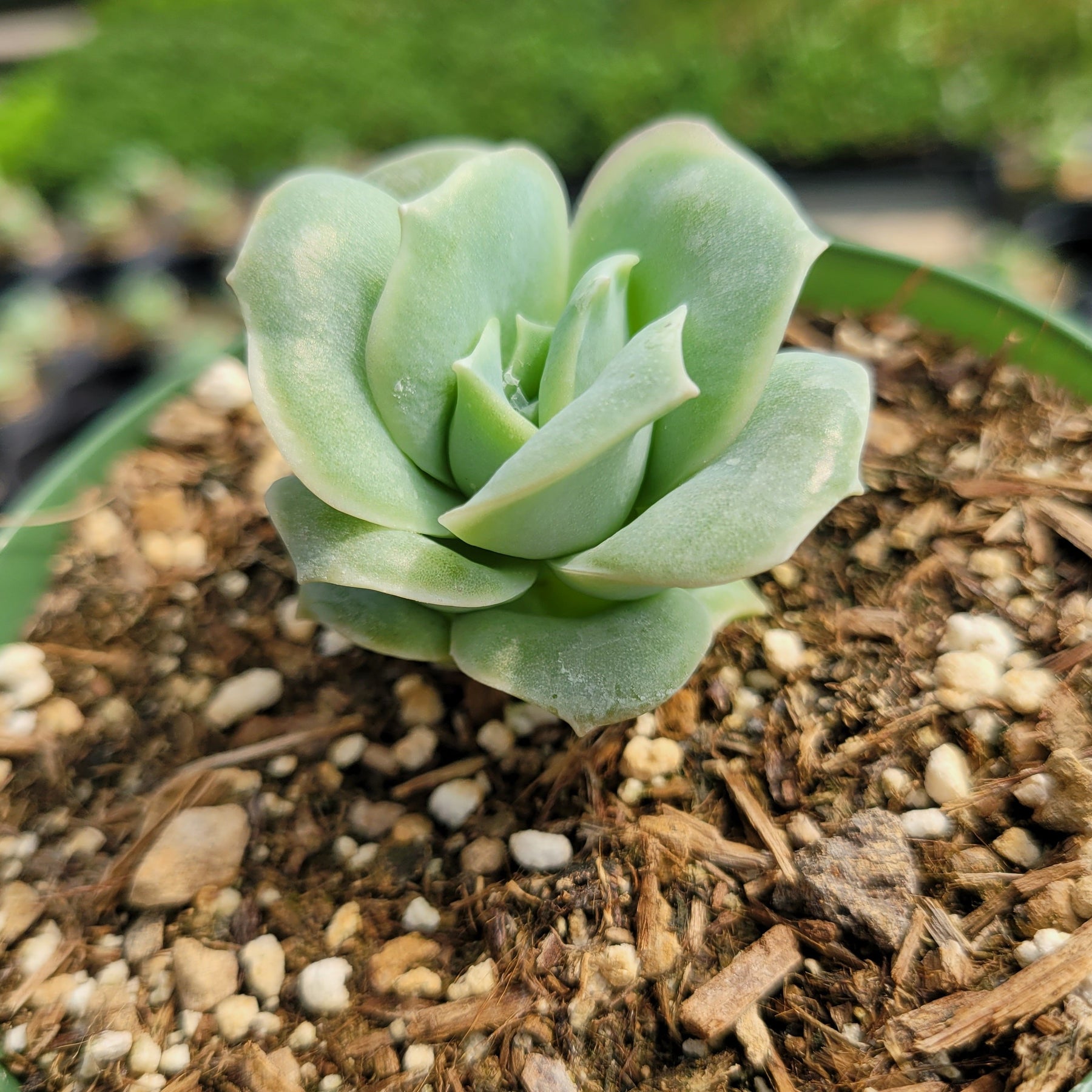 Graptoveria 'Lovely Rose' - Succulents Depot
