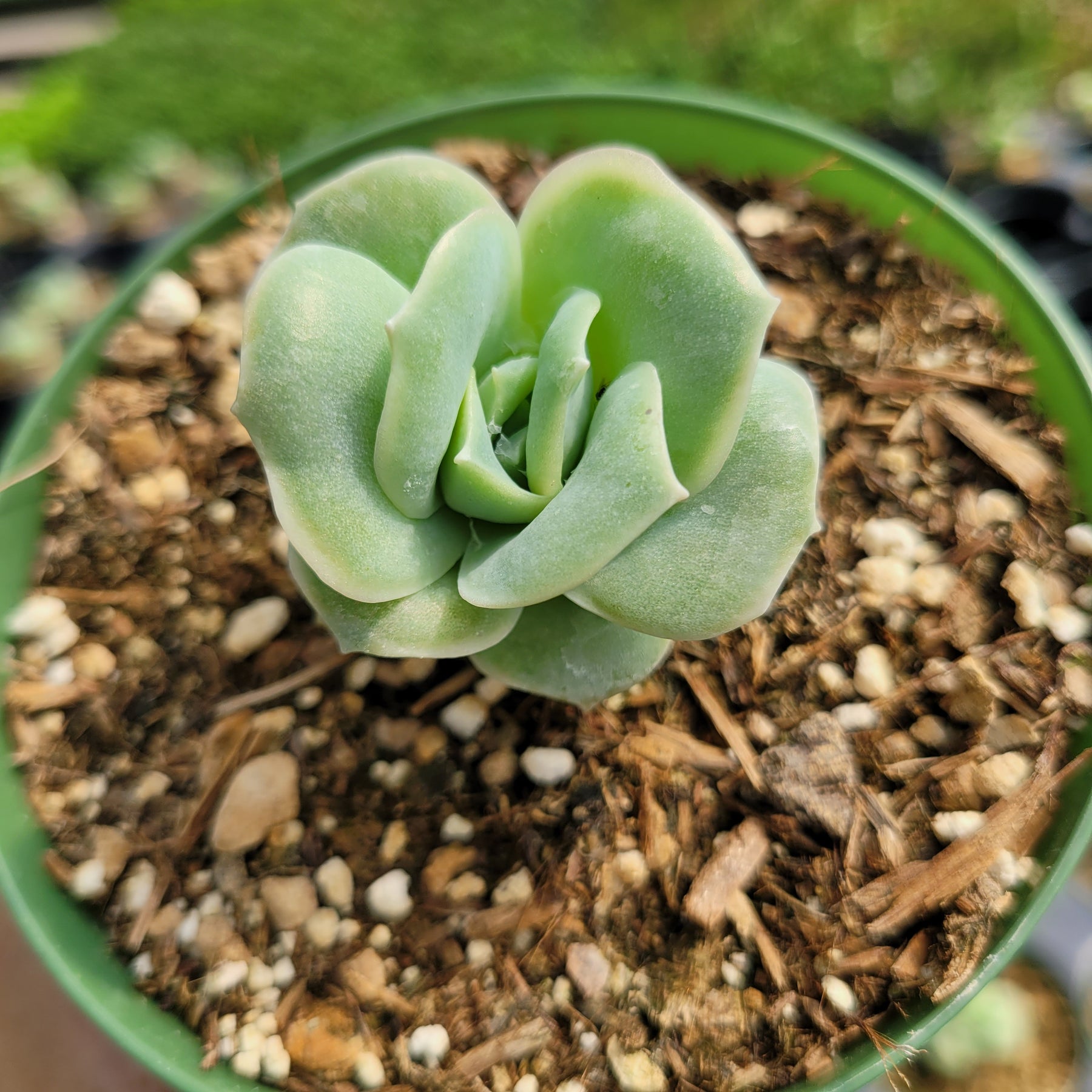 Graptoveria 'Lovely Rose' - Succulents Depot