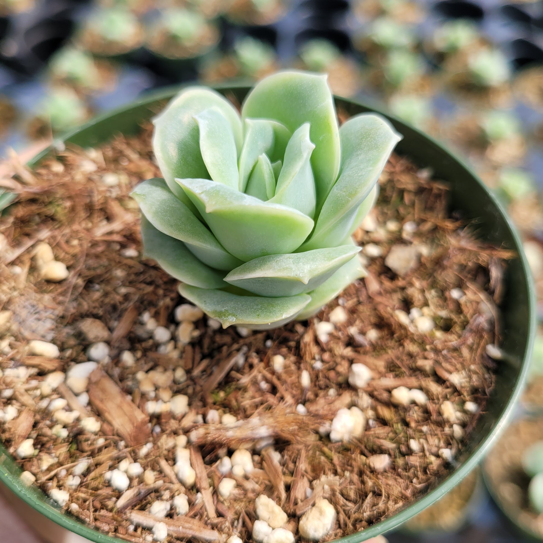 Graptoveria 'Lovely Rose' - Succulents Depot