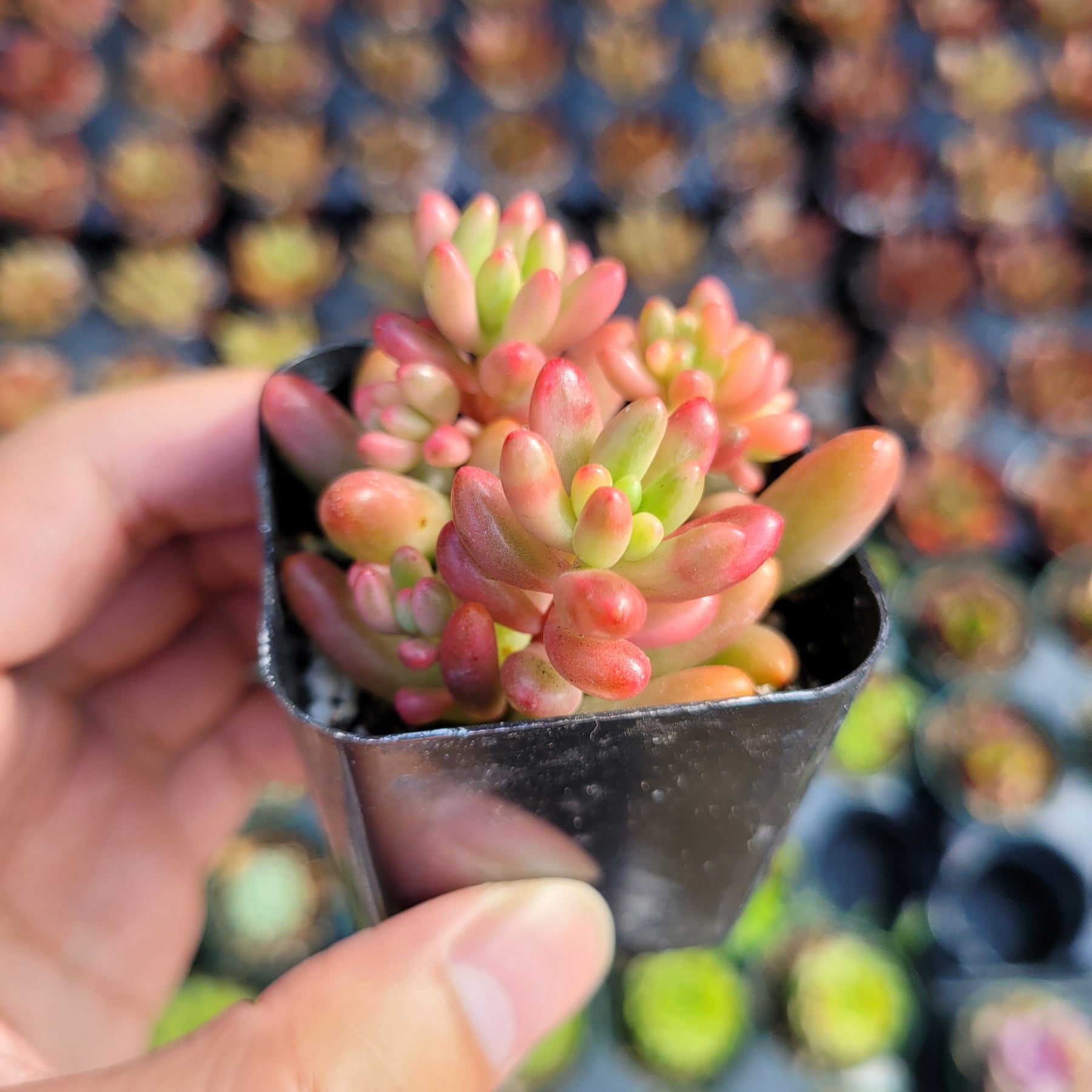 Sedum rubrotinctum 'Aurora' Pink Jelly Bean - Succulents Depot