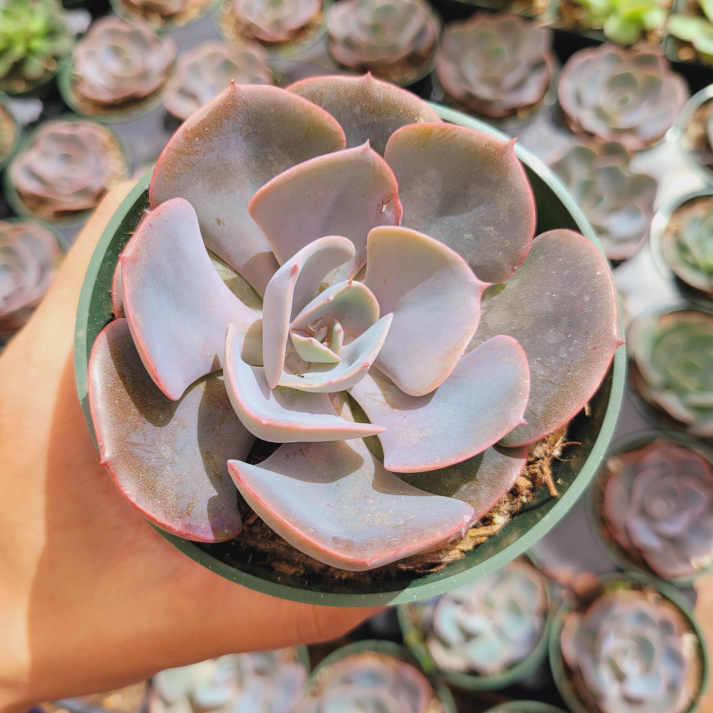 echeveria dusty rose succulent Echeveria 'Dusty Rose' 2 Inch