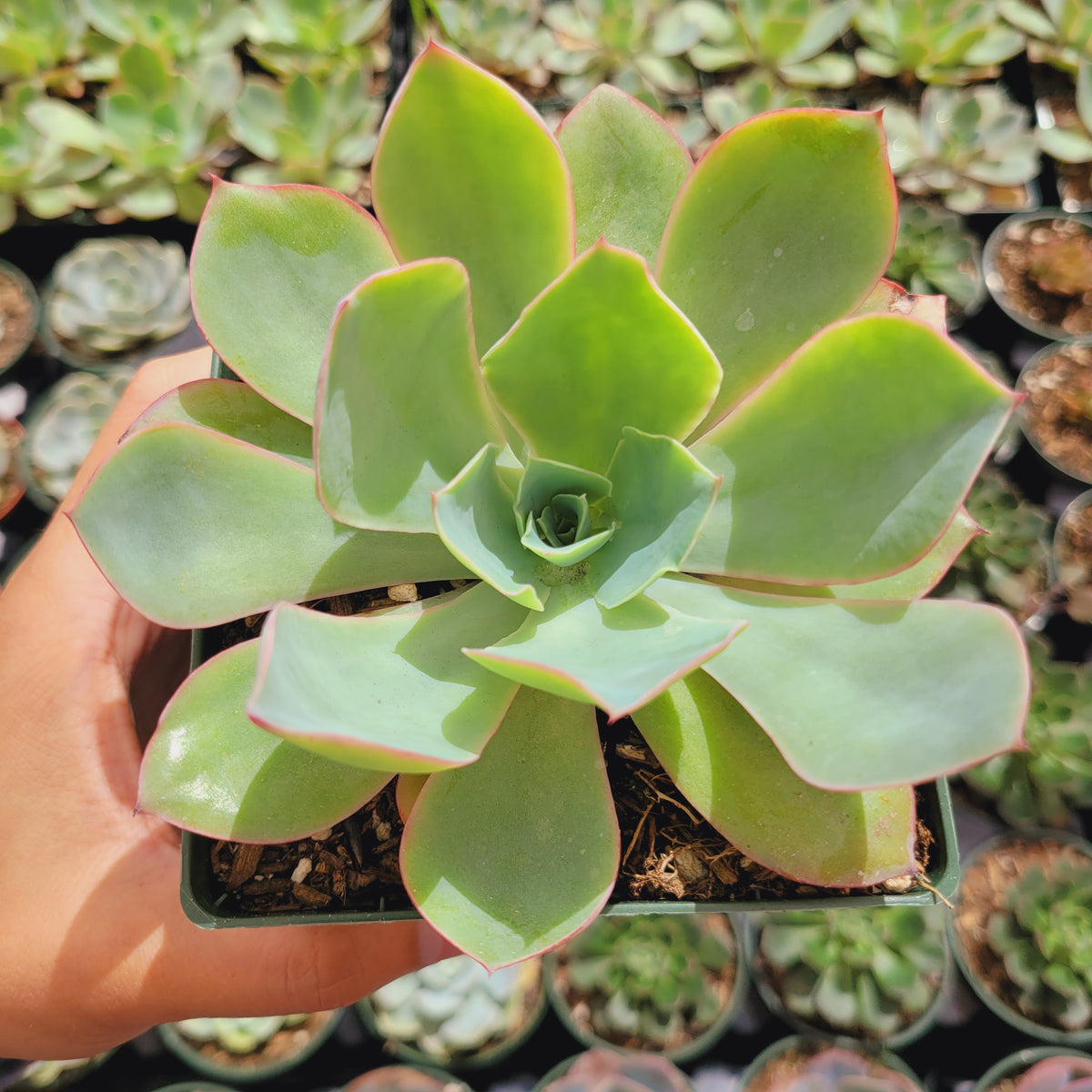 Echeveria 'White Rose' succulent in hand.