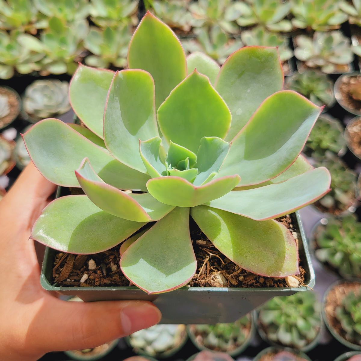 Echeveria 'White Rose' succulent in hand, nursery backdrop.