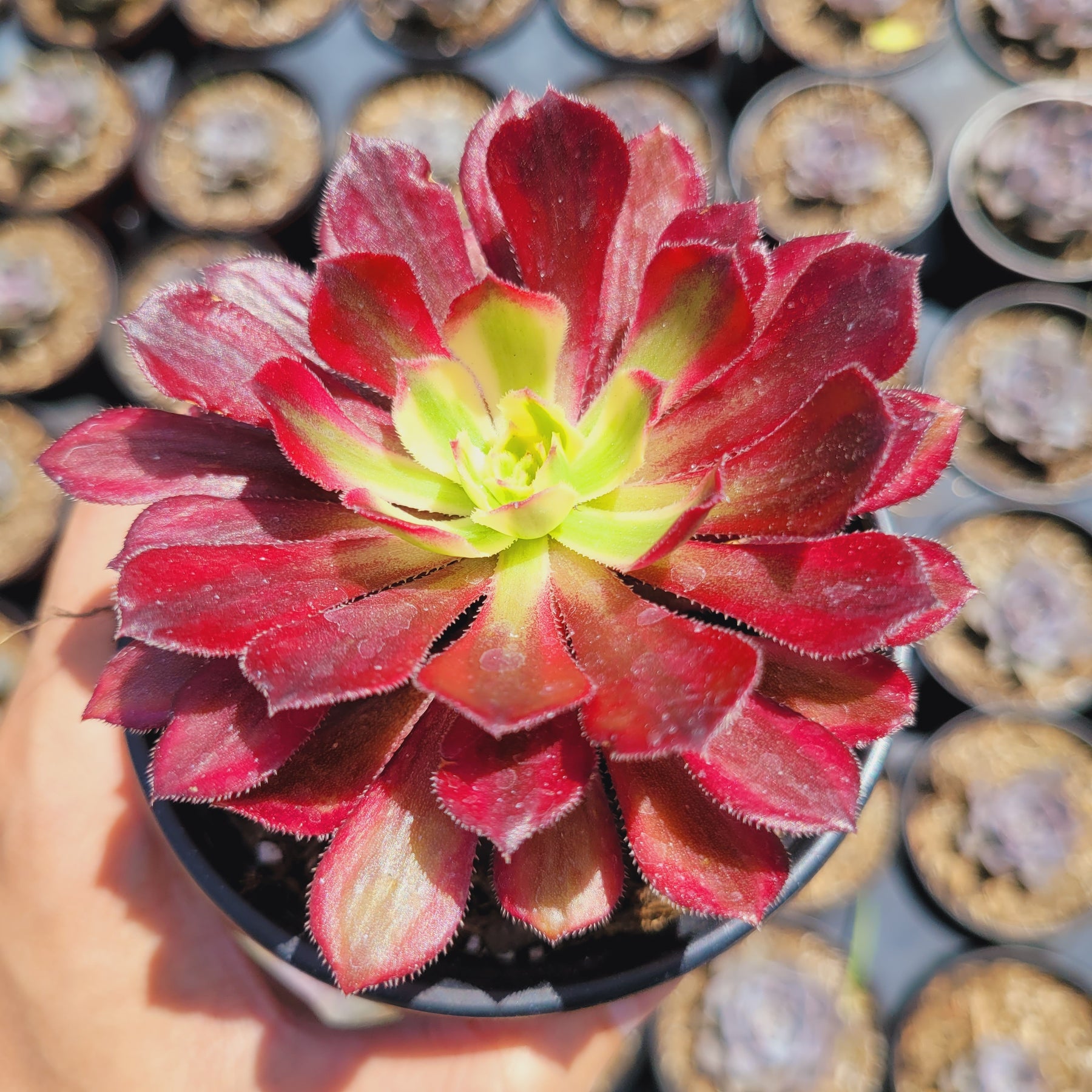 Aeonium 'Mardi Gras' - Succulents Depot