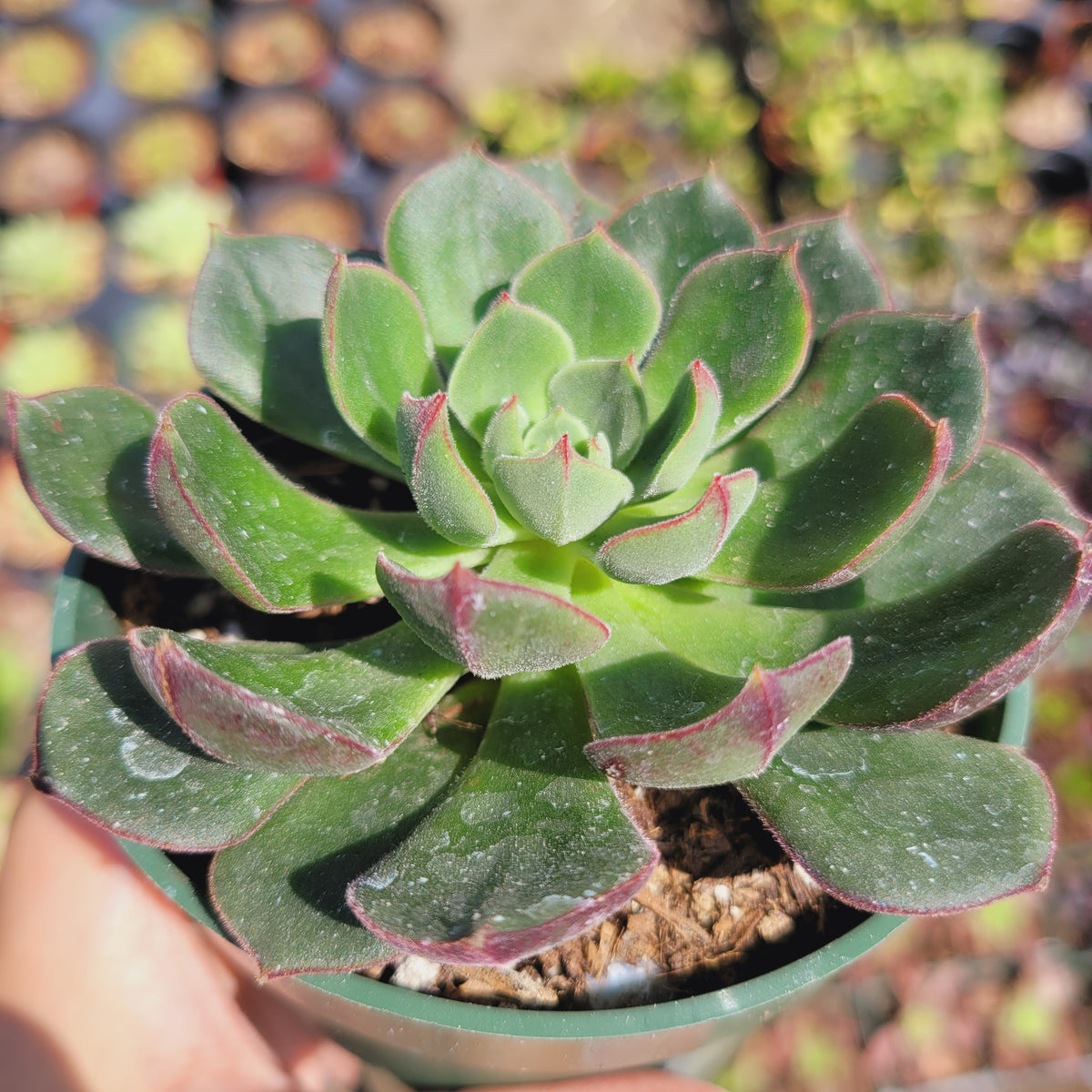 Echeveria 'Joan Daniel' in nursery tray.