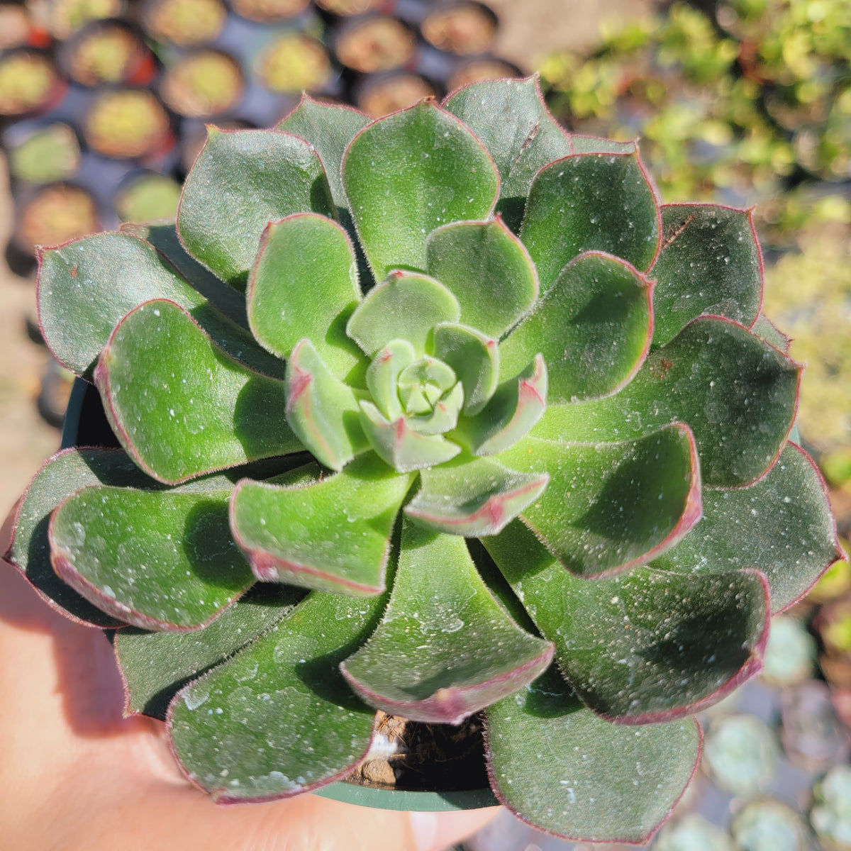 Echeveria 'Joan Daniel', potted succulent with reddish-tipped green leaves.