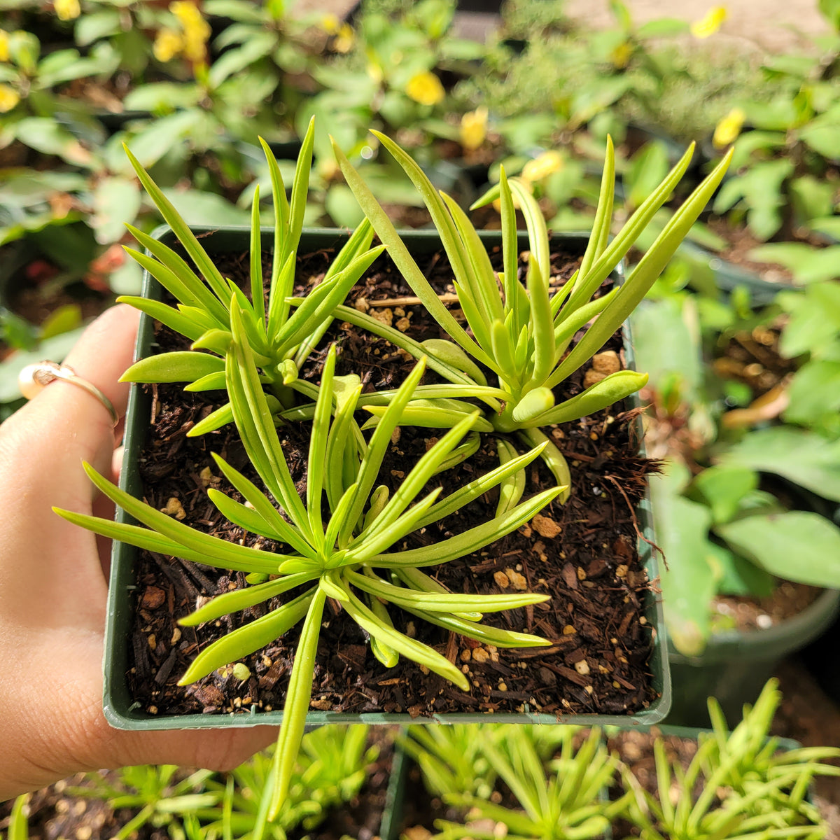 Peperomia ferreyrae in hand, showcasing narrow-leafed succulents.