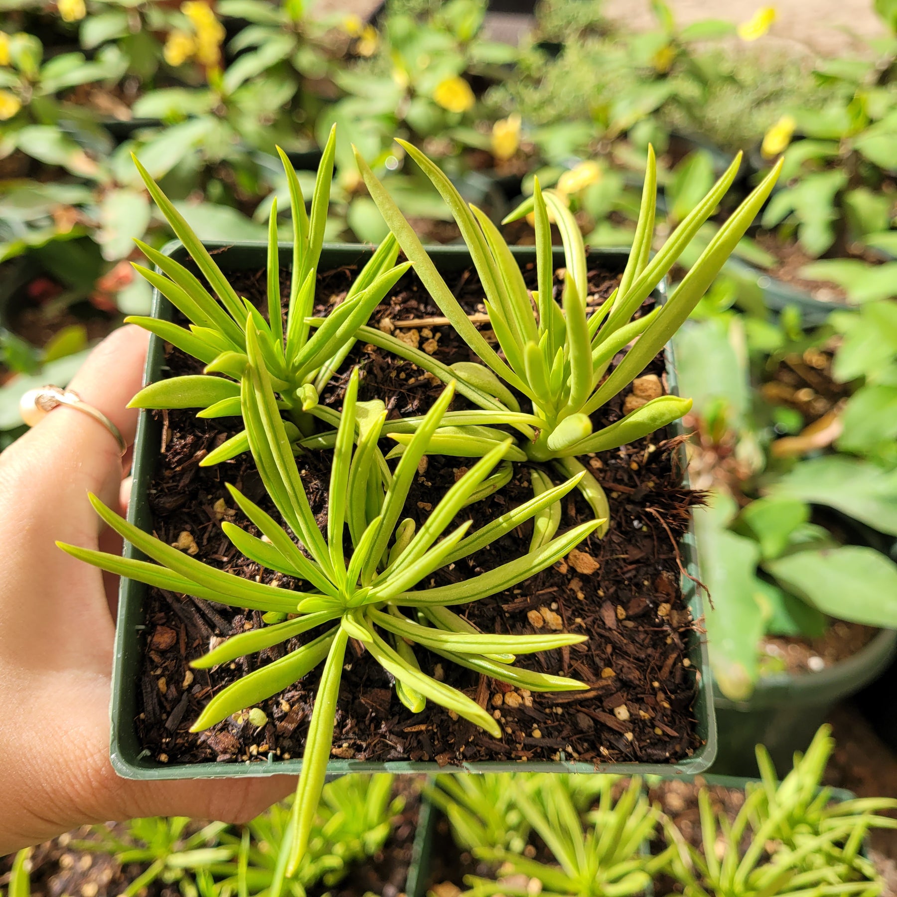 Peperomia ferreyrae - Pincushion Peperomia