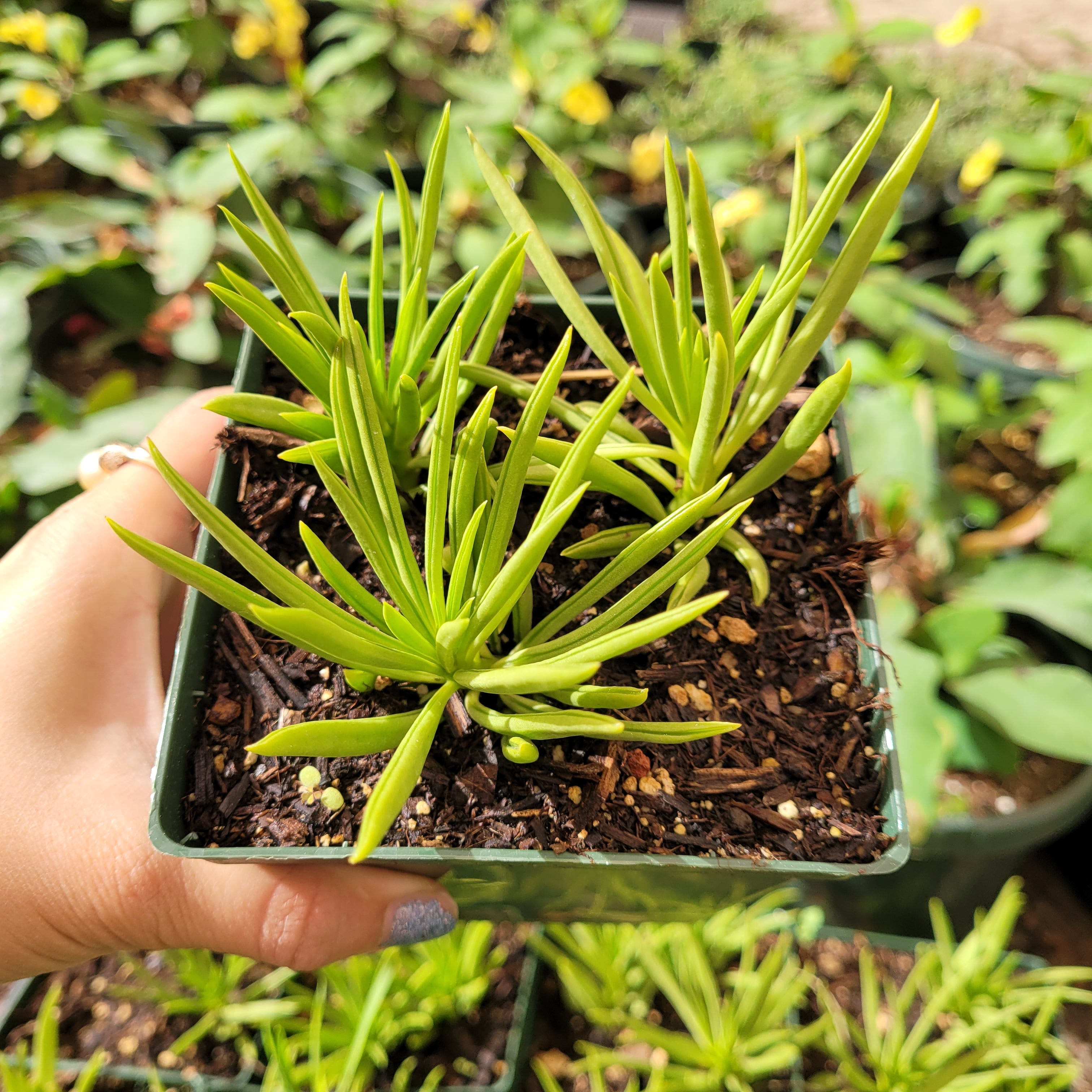 pincushion peperomia succulent Peperomia ferreyrae