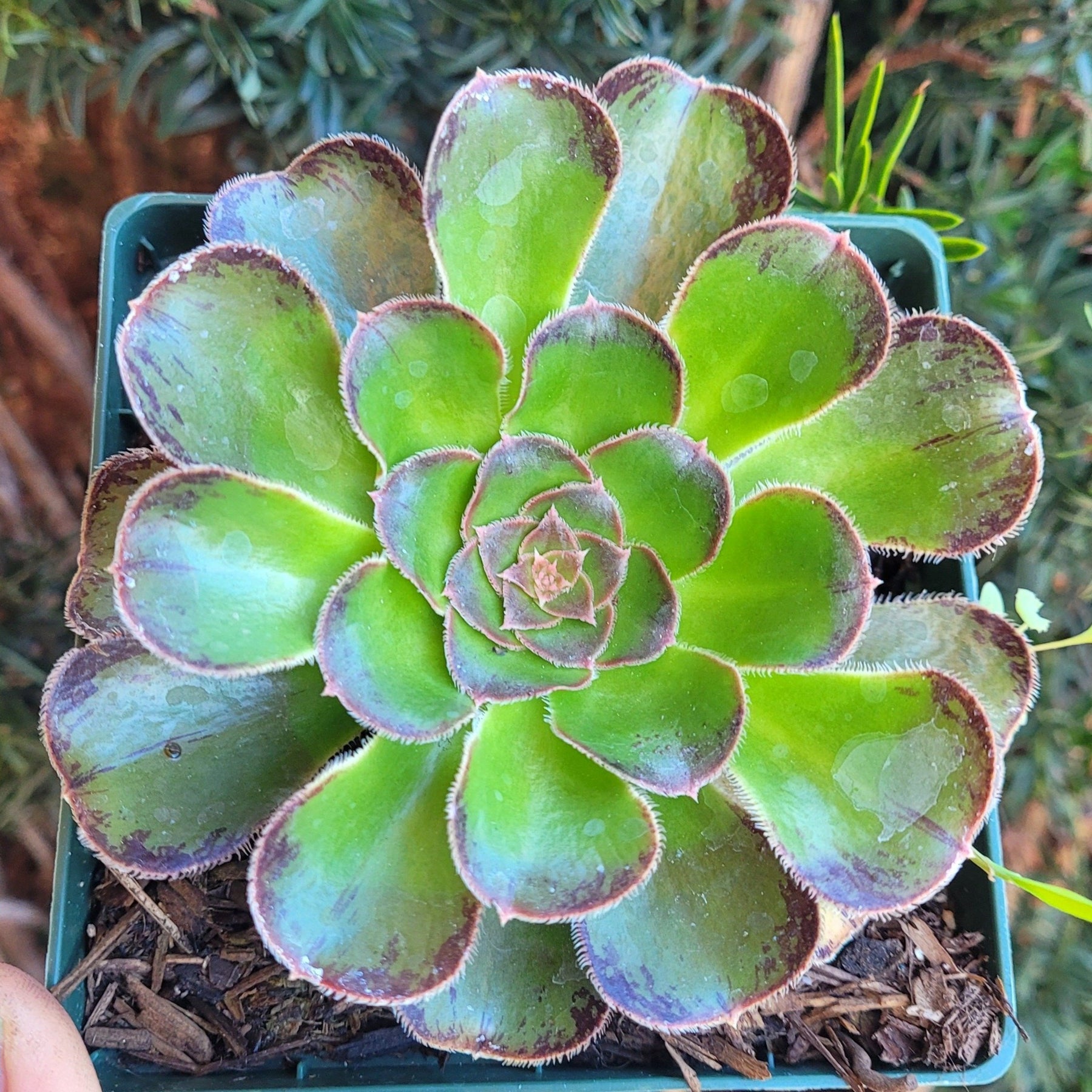 Aeonium arboreum var. rubrolineatum