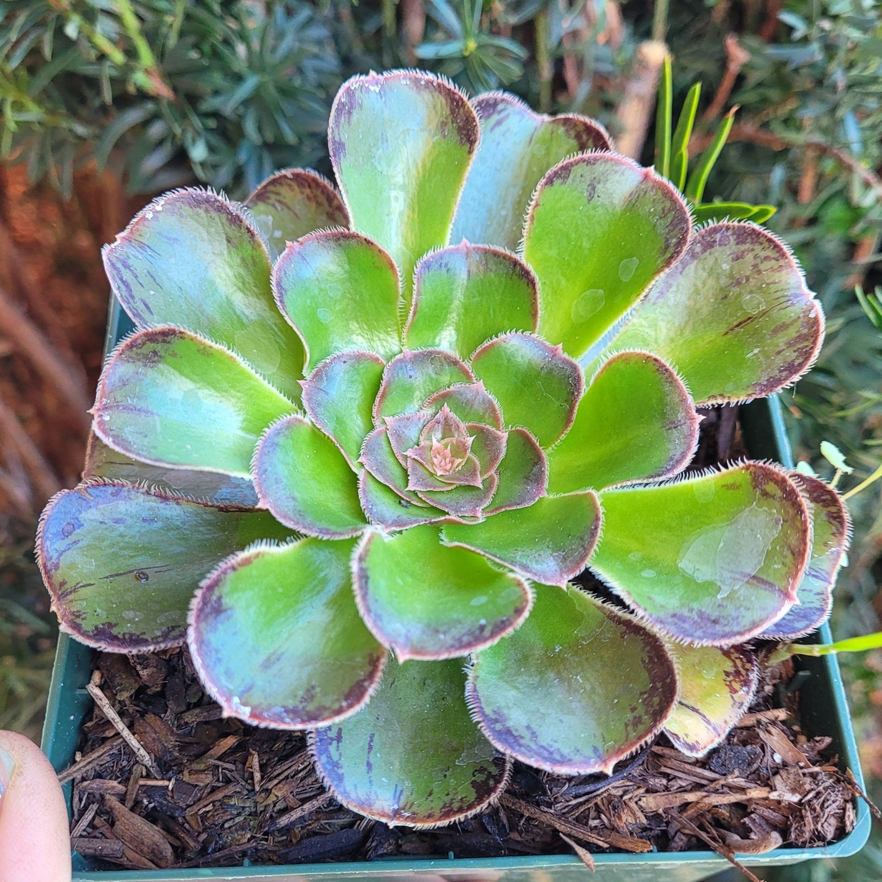 Aeonium arboreum var. rubrolineatum