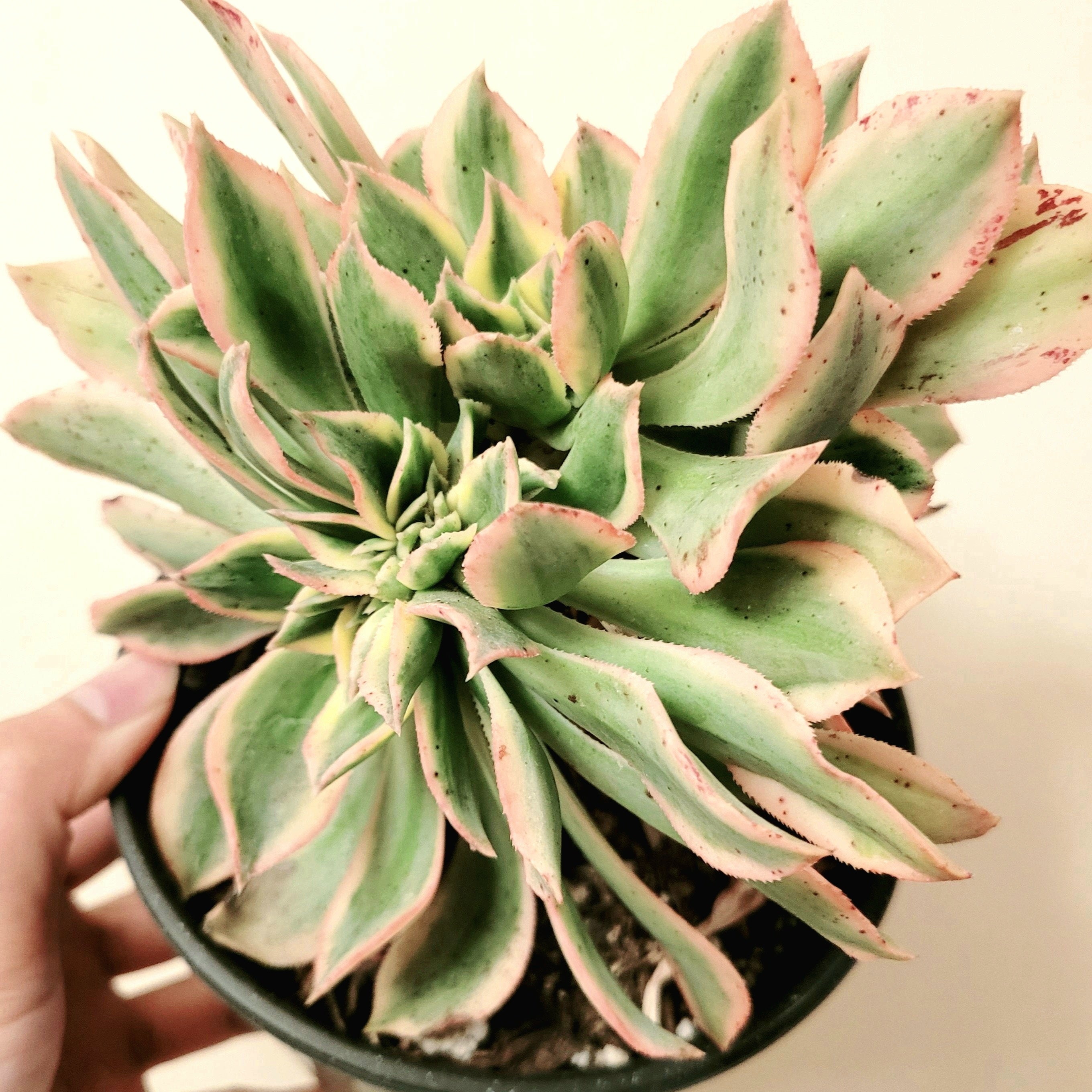 sunburst succulent for sale Aeonium Sunburst Crest 4 Inch