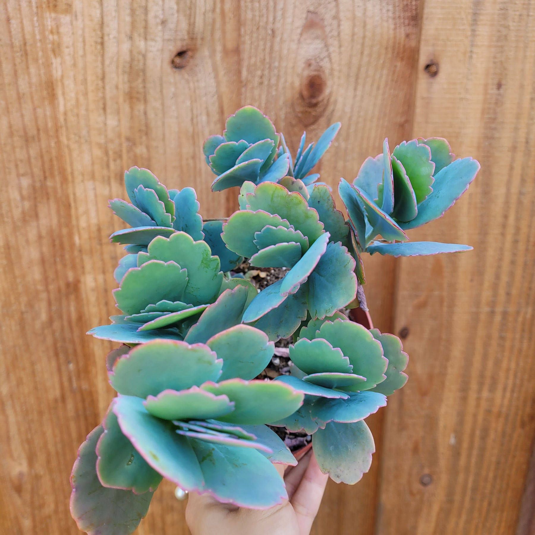 Kalanchoe fedtschenkoi 'Majestic Scallops' - Succulents Depot