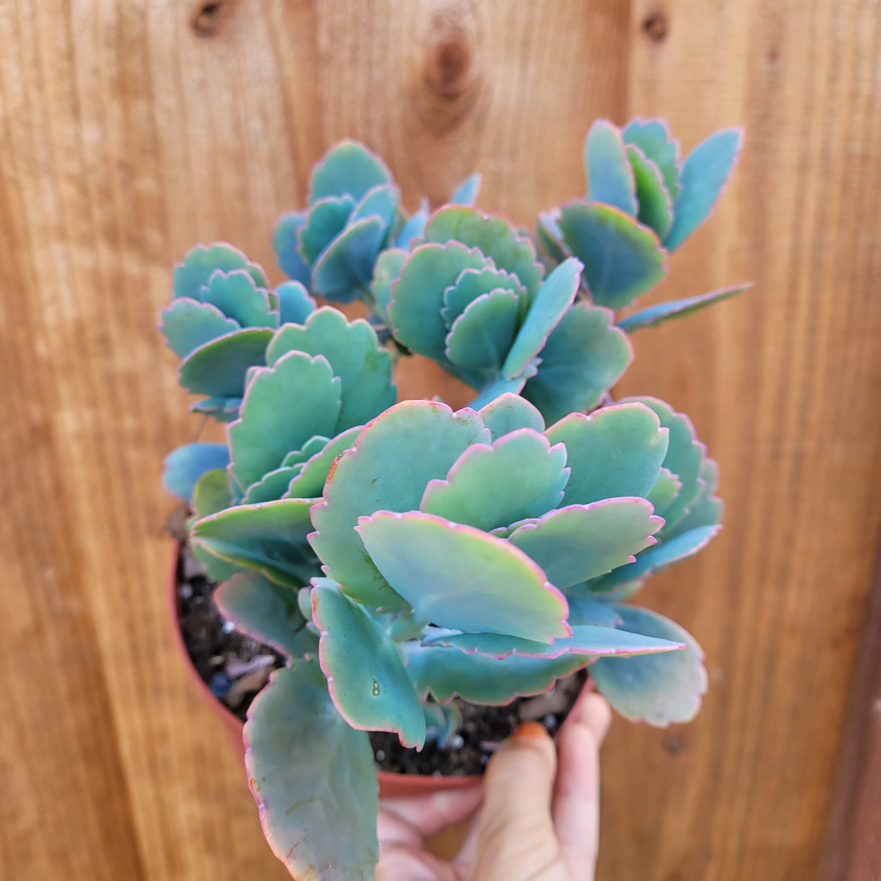 Kalanchoe fedtschenkoi 'Majestic Scallops' - Succulents Depot