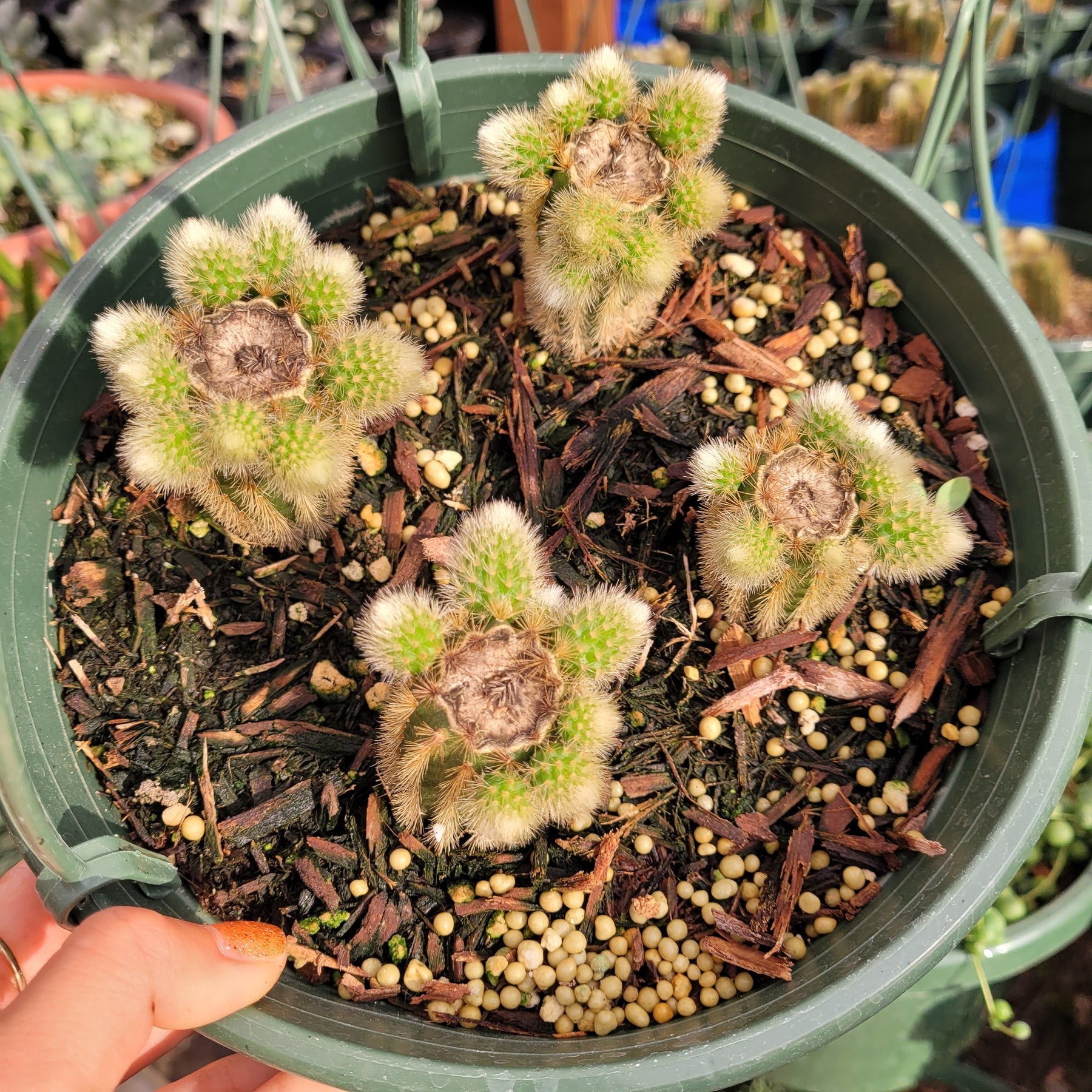 Cleistocactus winteri Golden Rat Tail - Succulents Depot