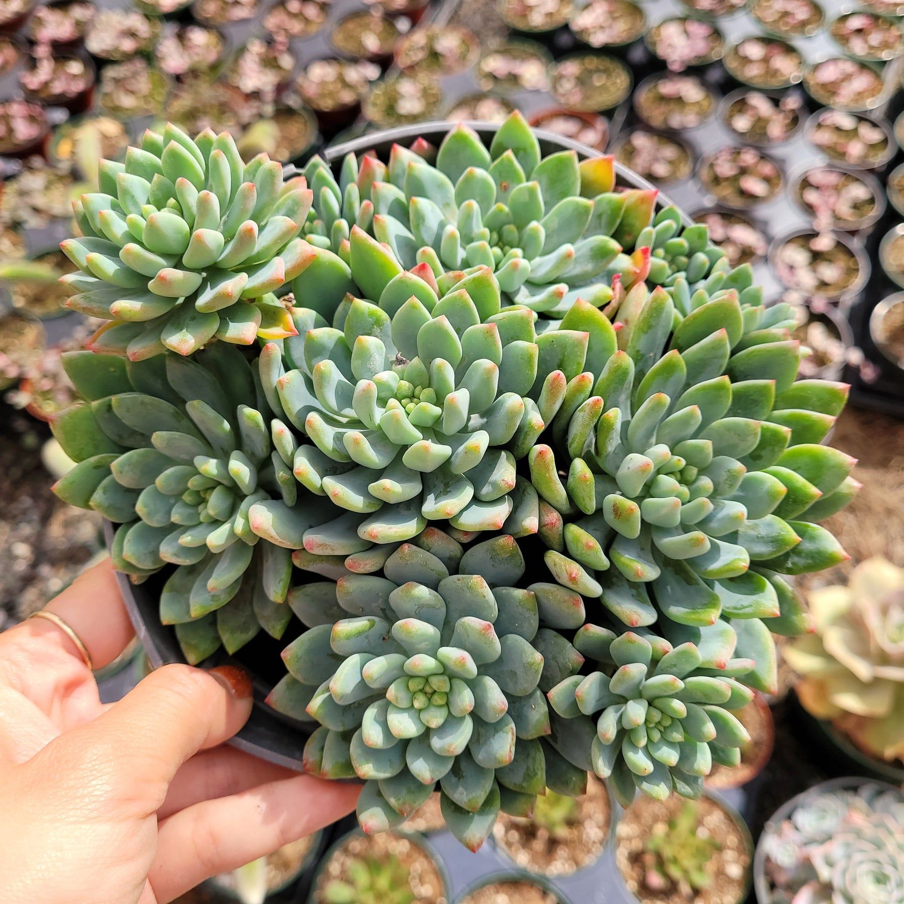 Sedeveria 'Blue Elf' - Succulents Depot