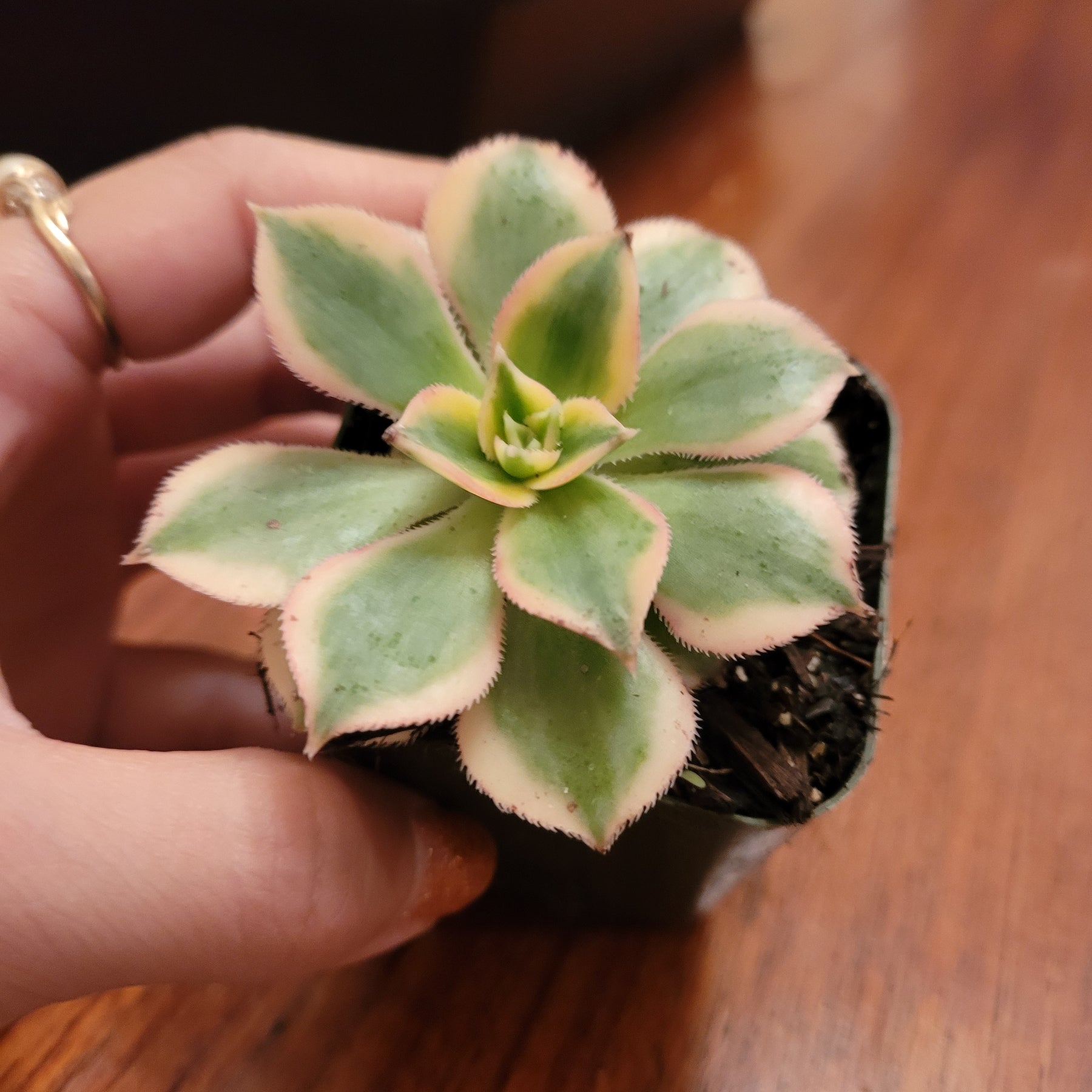 Aeonium 'Sunburst' - Succulents Depot