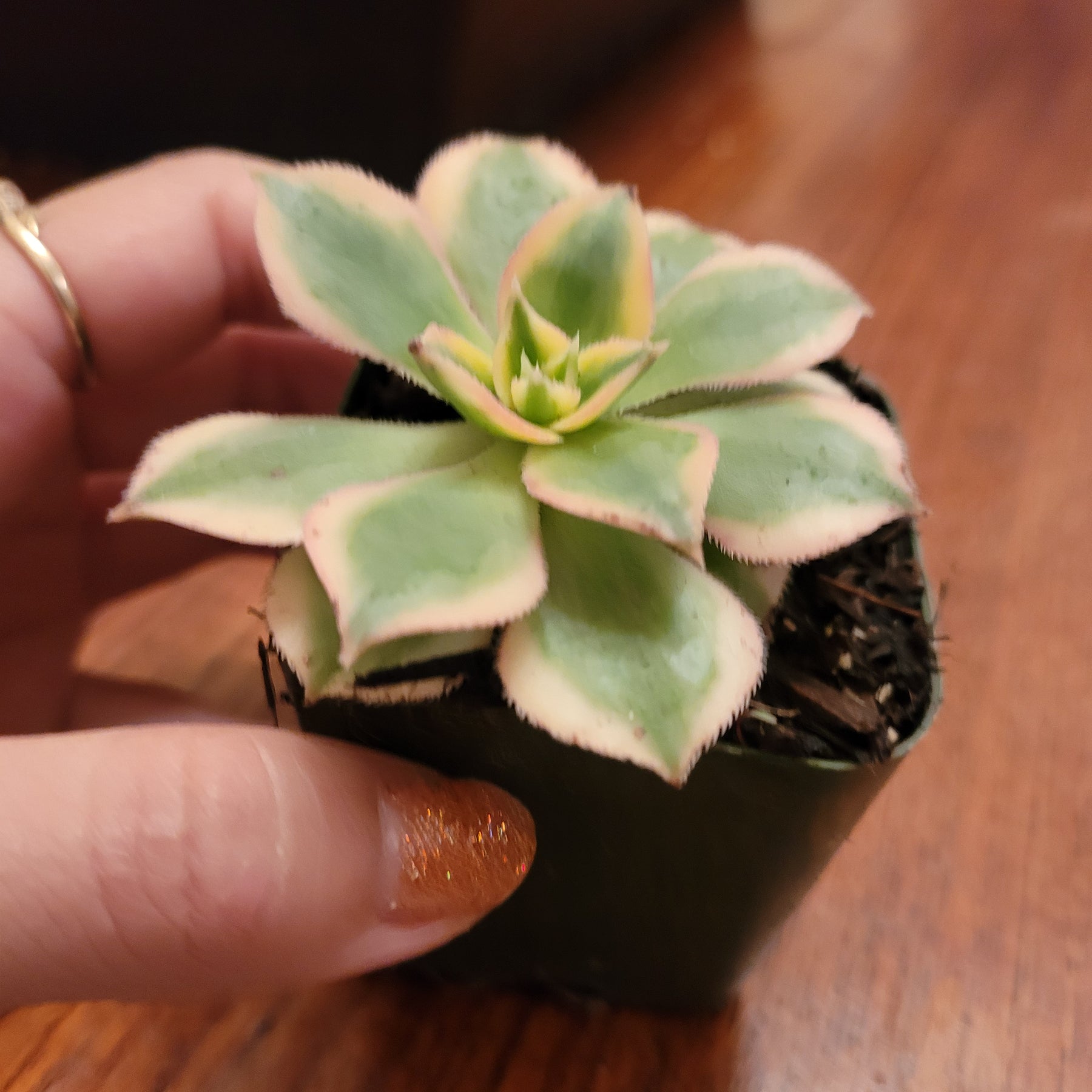 Aeonium 'Sunburst' - Succulents Depot