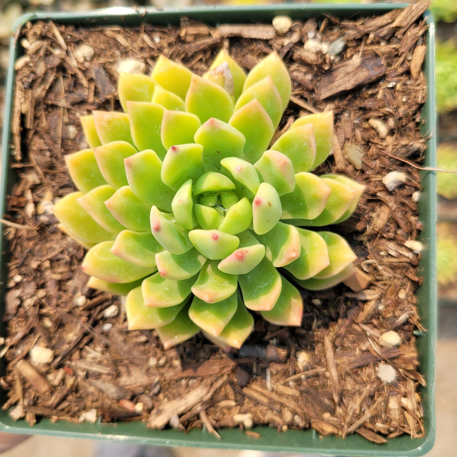 Echeveria 'Marcus'