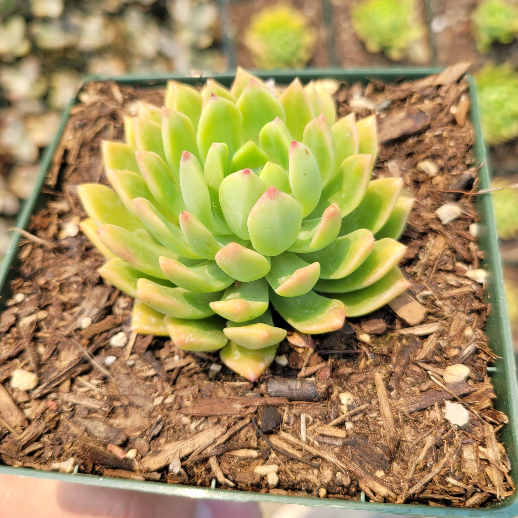 Echeveria 'Marcus'